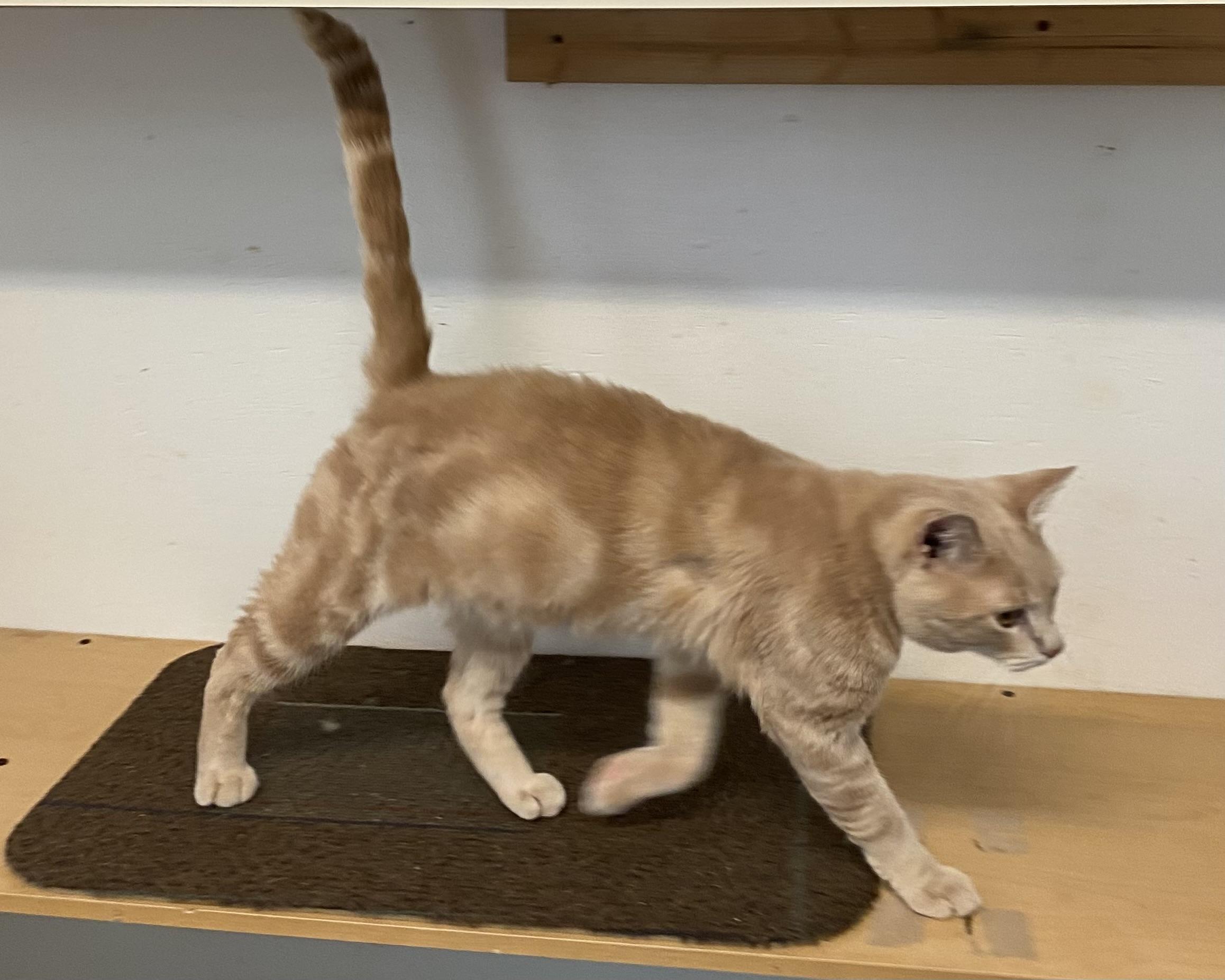 Barry, a ADOPTABLE Domestic Short Hair in Stanstead, QC image 2/6