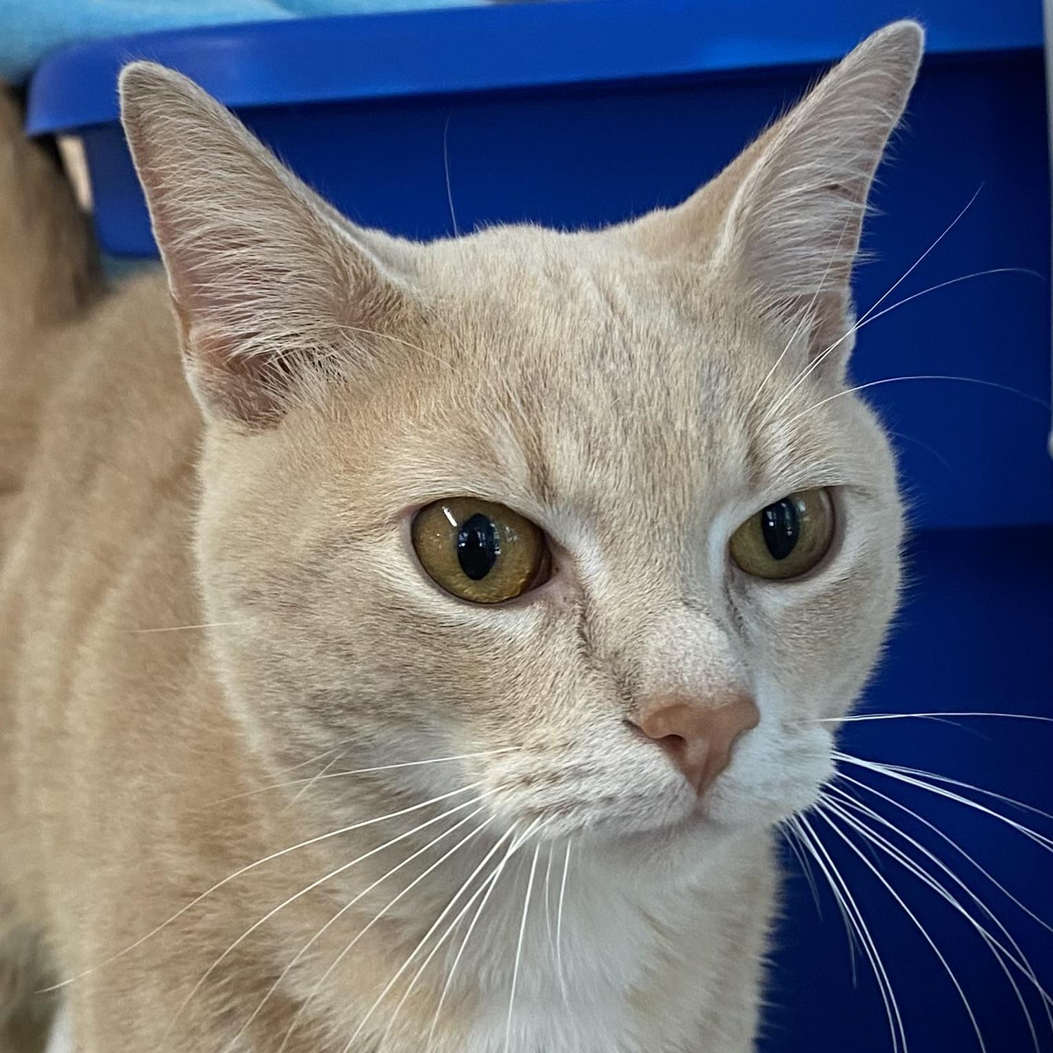 Barry, a ADOPTABLE Domestic Short Hair in Stanstead, QC image 1/6