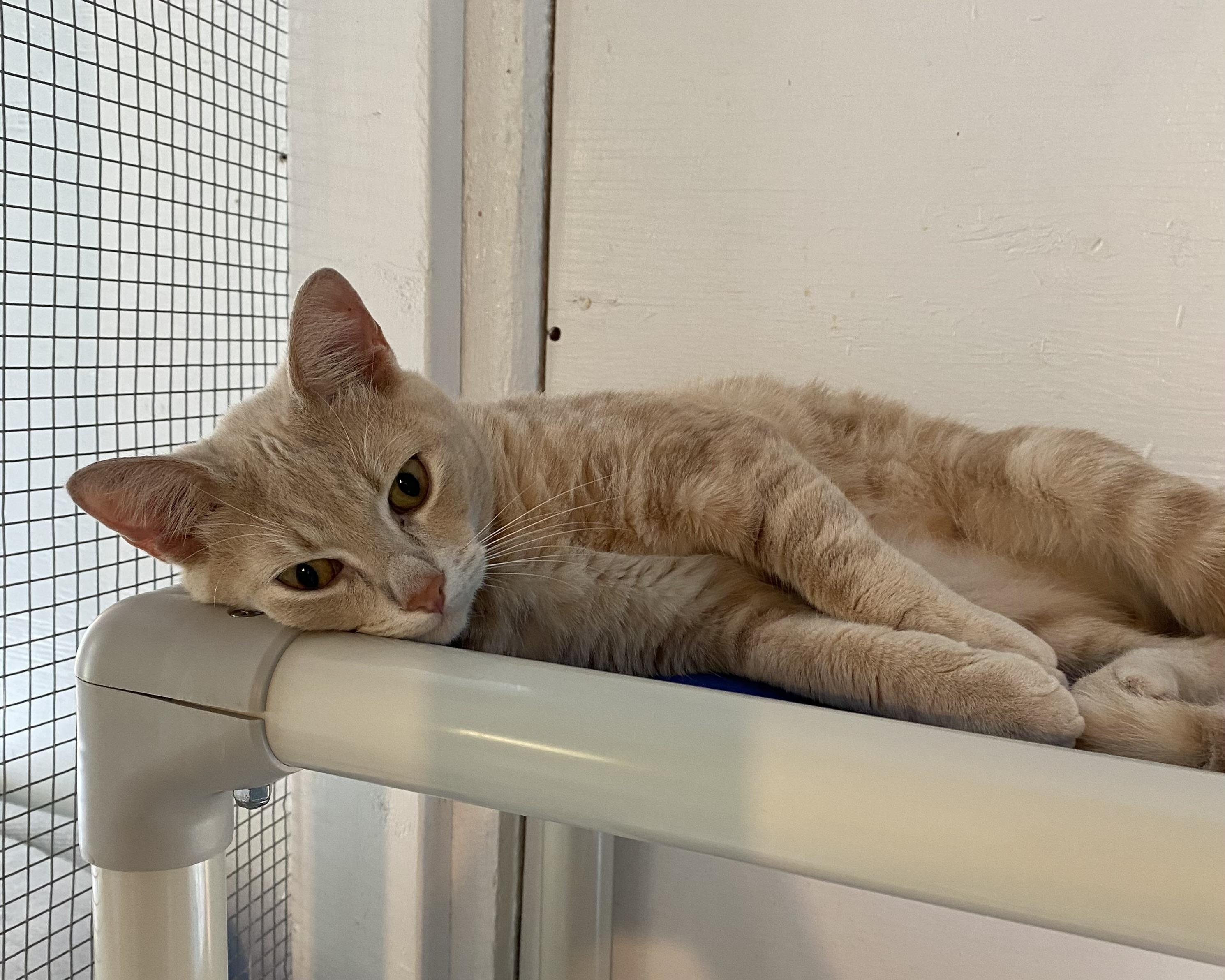 Barry, a ADOPTABLE Domestic Short Hair in Stanstead, QC image 3/6