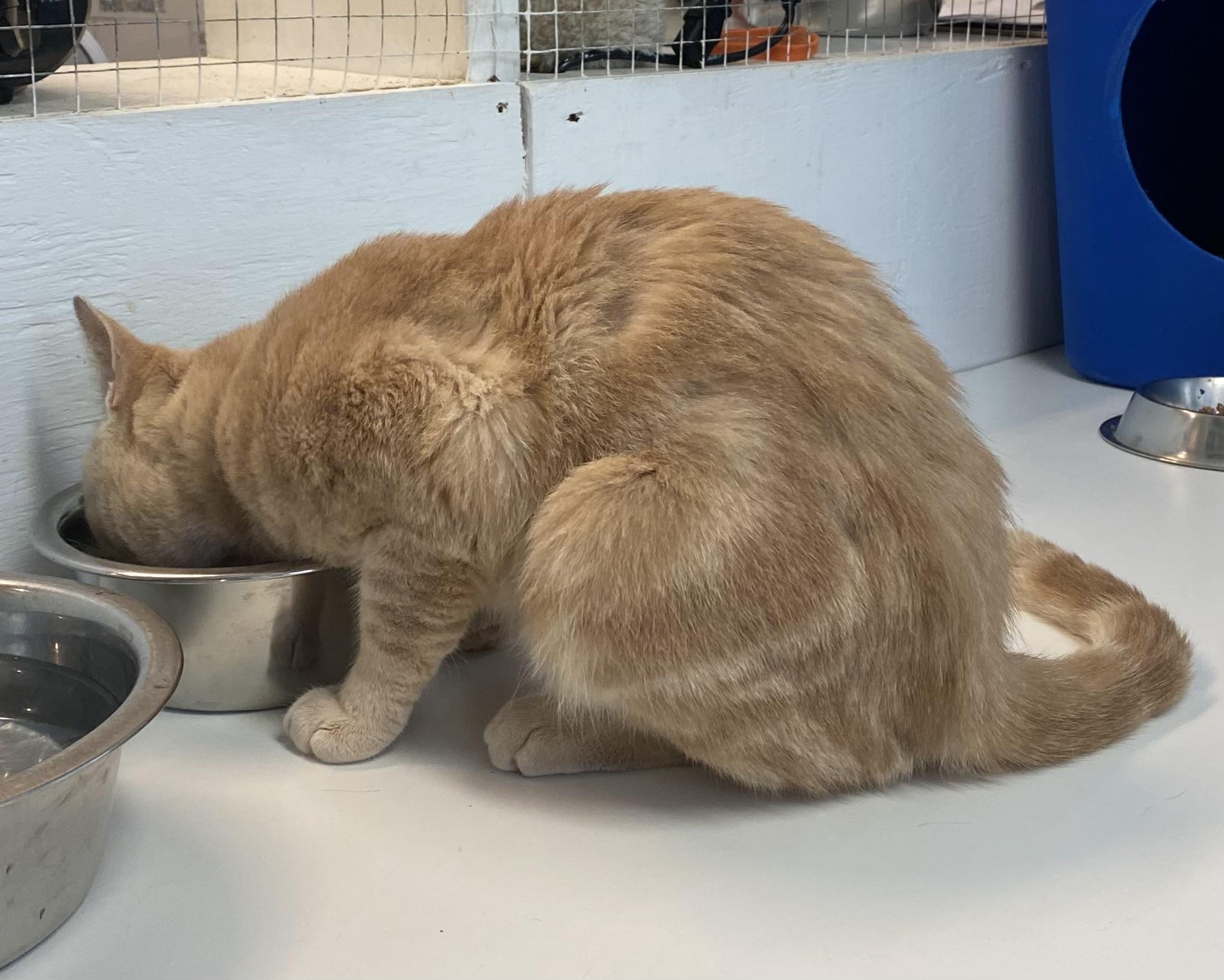Barry, a ADOPTABLE Domestic Short Hair in Stanstead, QC image 4/6
