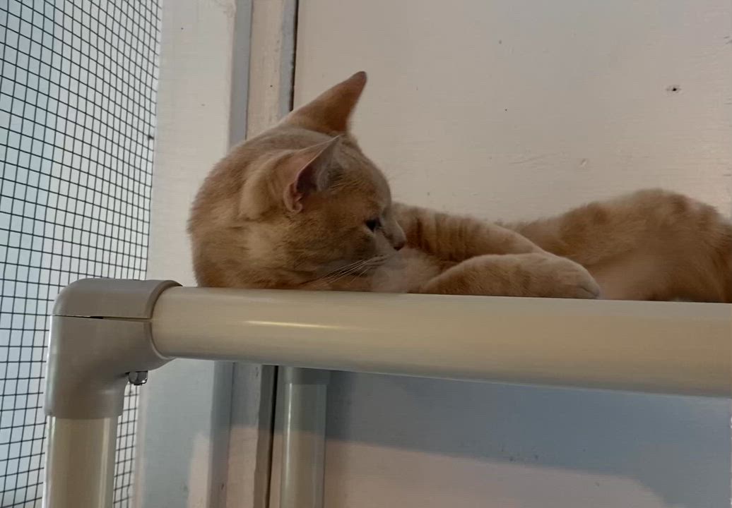 Enlarge Barry, a ADOPTABLE Domestic Short Hair in Stanstead, QC video 5/6