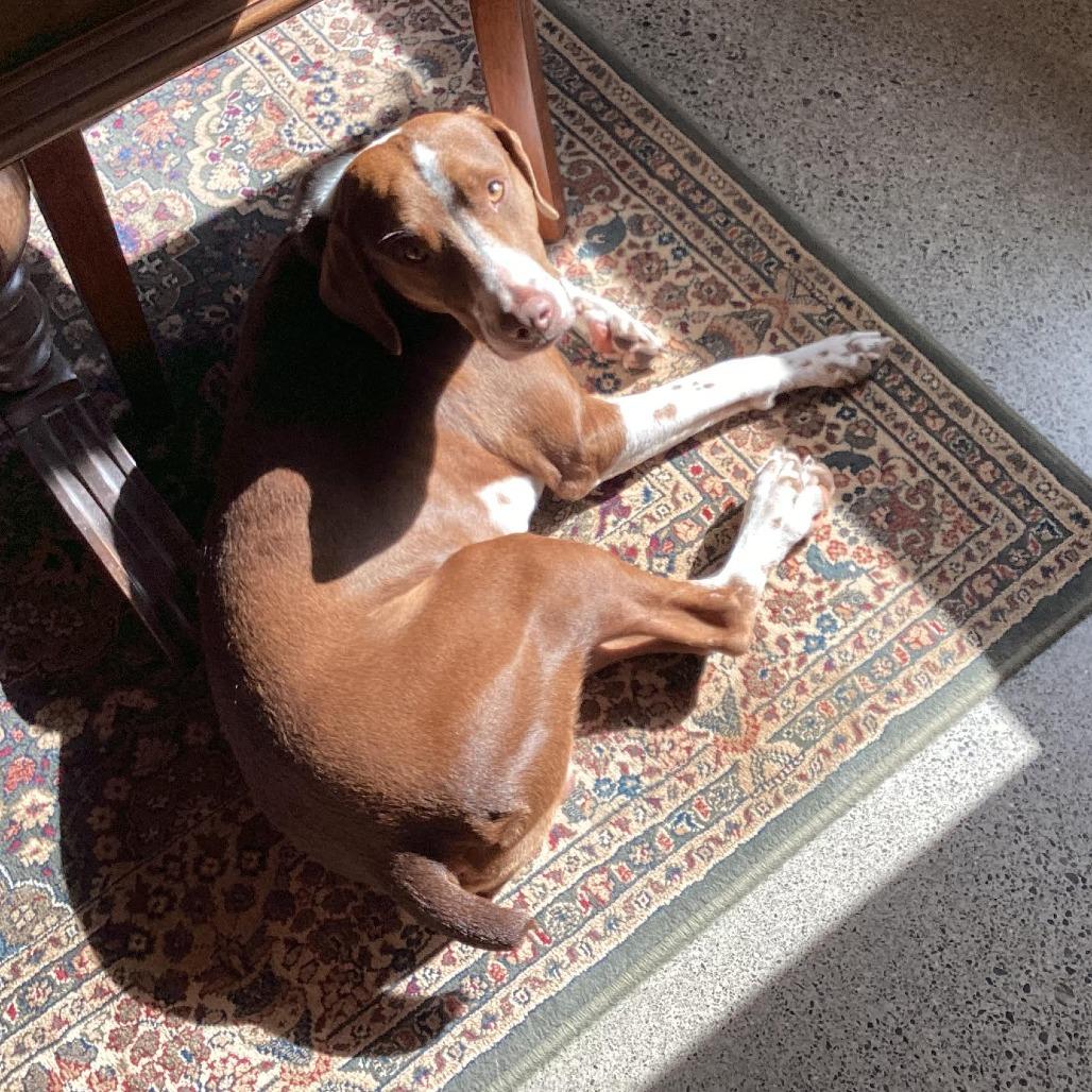 Cappuccino, a Adoptable Pointer in Bellingham, WA image 2/4