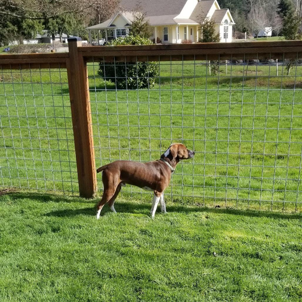 Cappuccino, a Adoptable Pointer in Bellingham, WA image 3/4