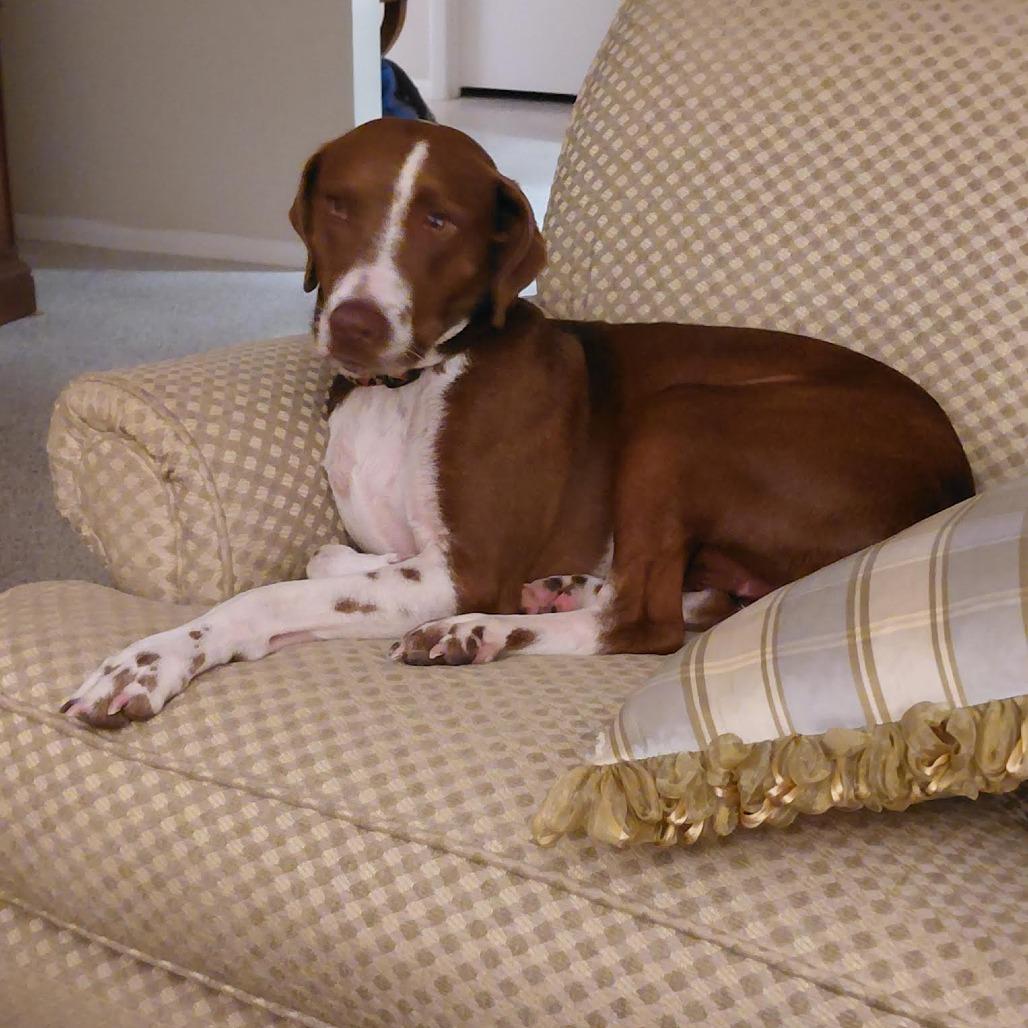 Cappuccino, a Adoptable Pointer in Bellingham, WA image 5/6