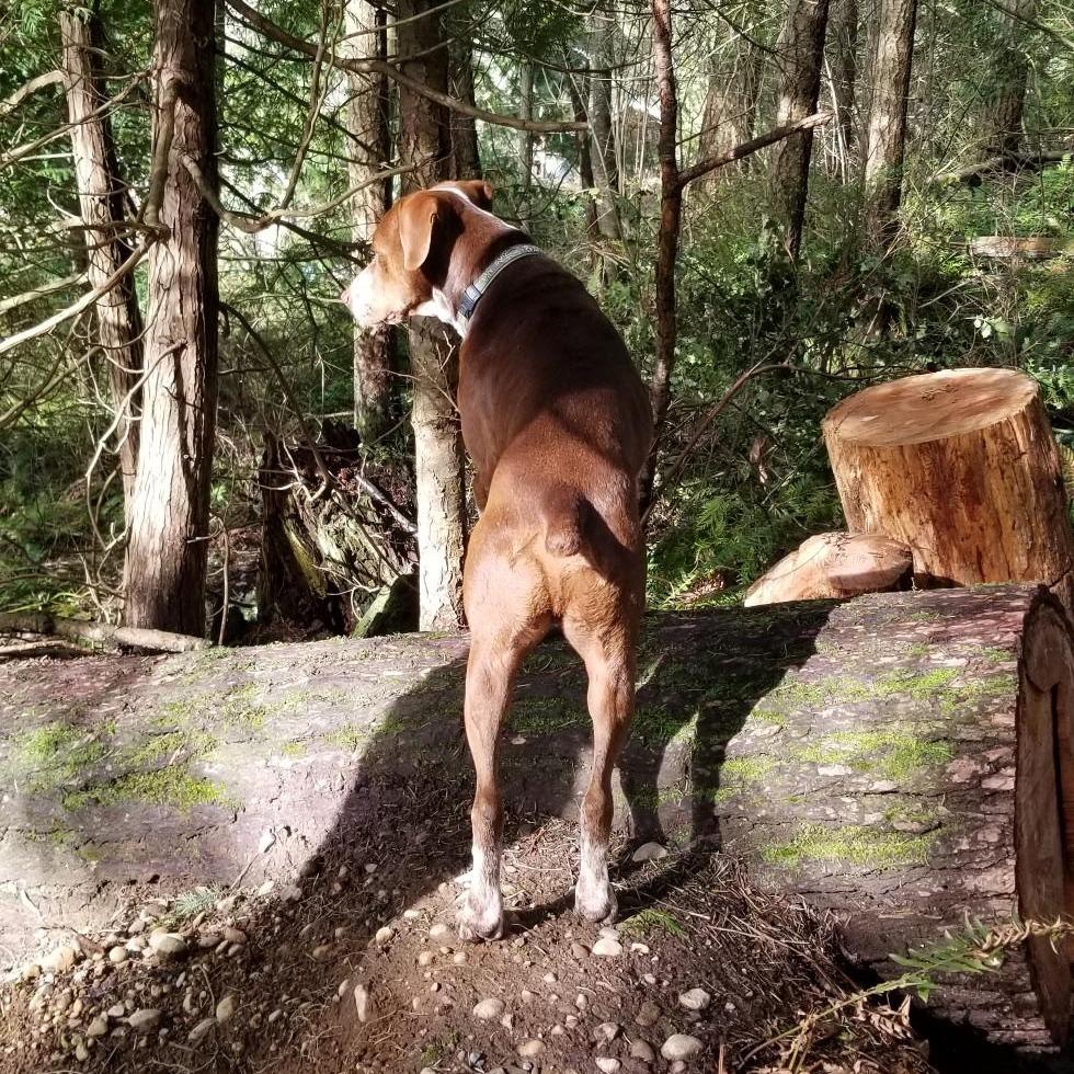 Cappuccino, a Adoptable Pointer in Bellingham, WA image 4/4