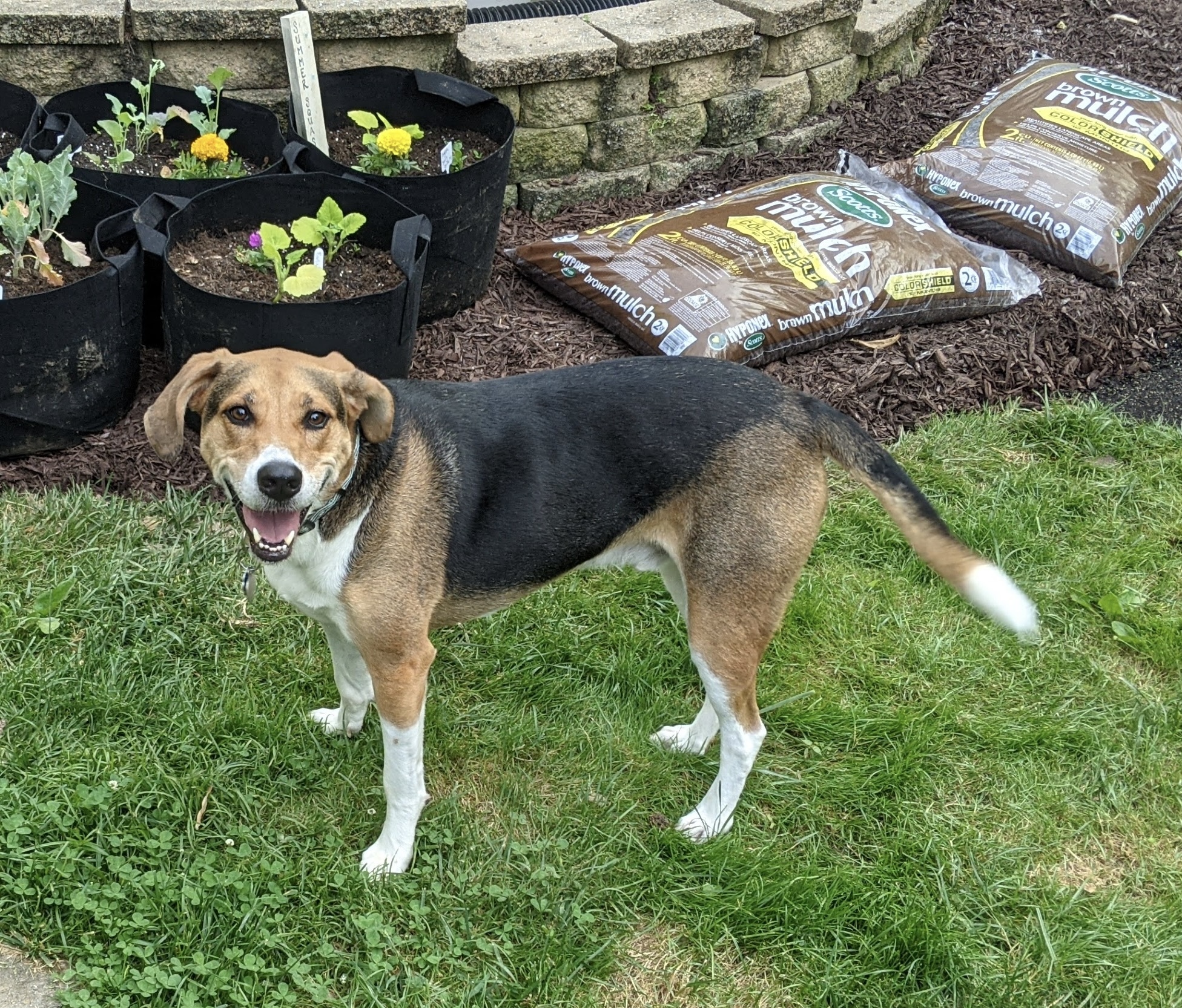 Enlarge Granby, a Adoptable mixed breed in Waldorf, MD image 1/4