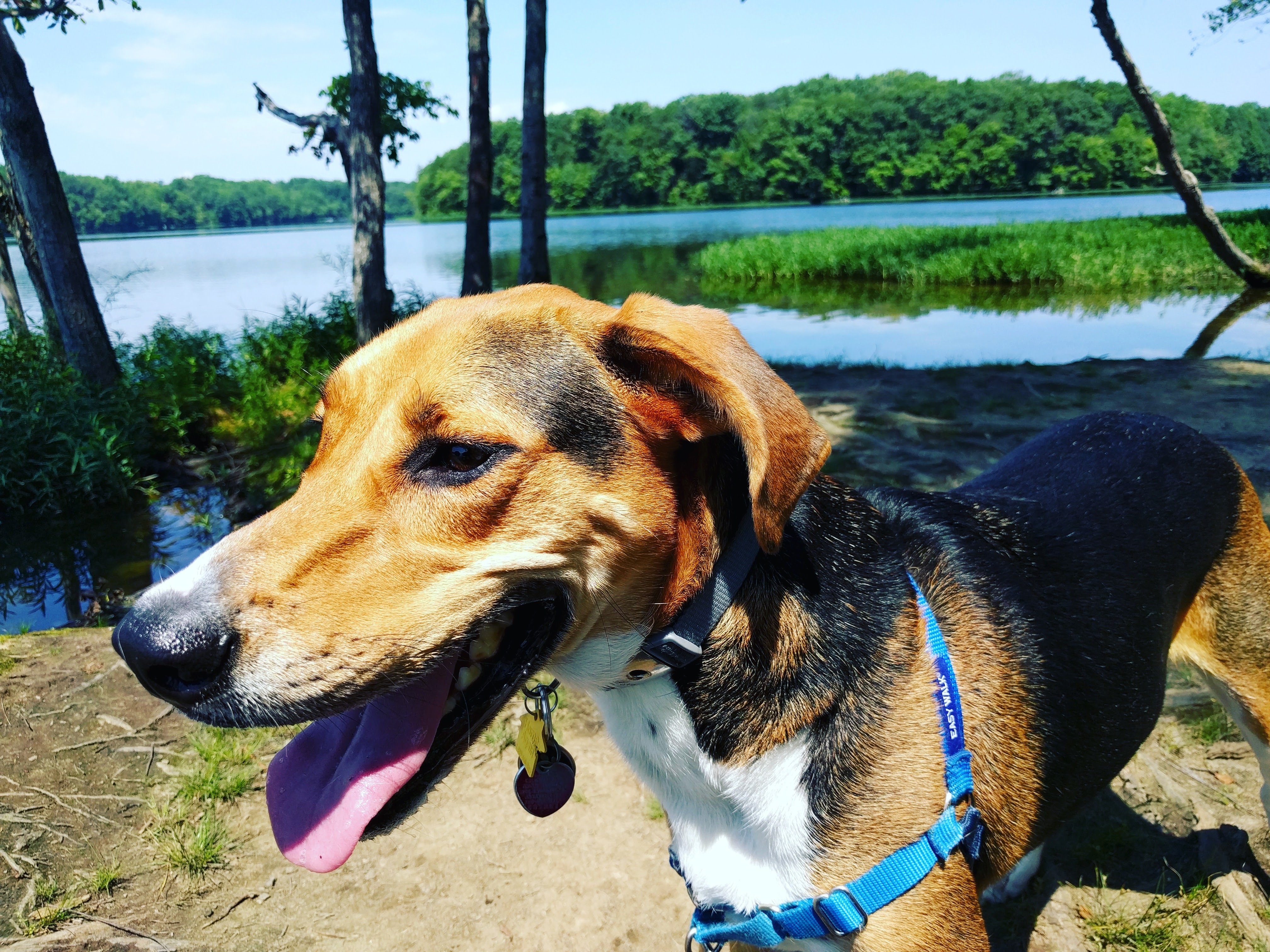 Enlarge Granby, a Adoptable mixed breed in Waldorf, MD image 2/4