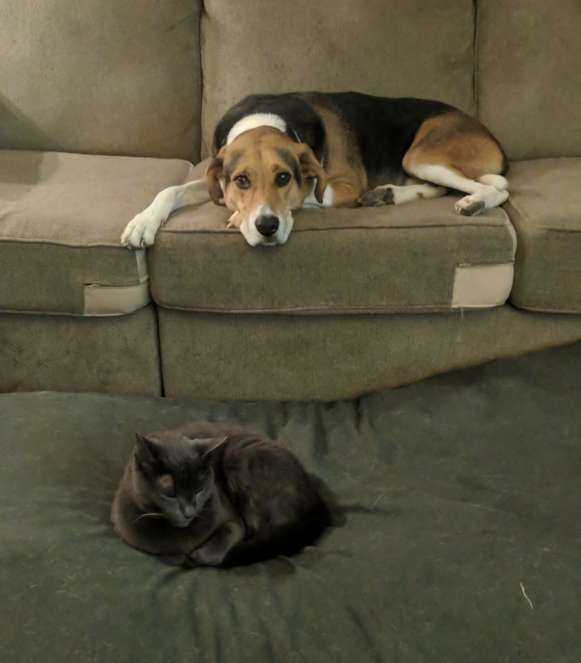 Enlarge Granby, a Adoptable mixed breed in Waldorf, MD image 3/4