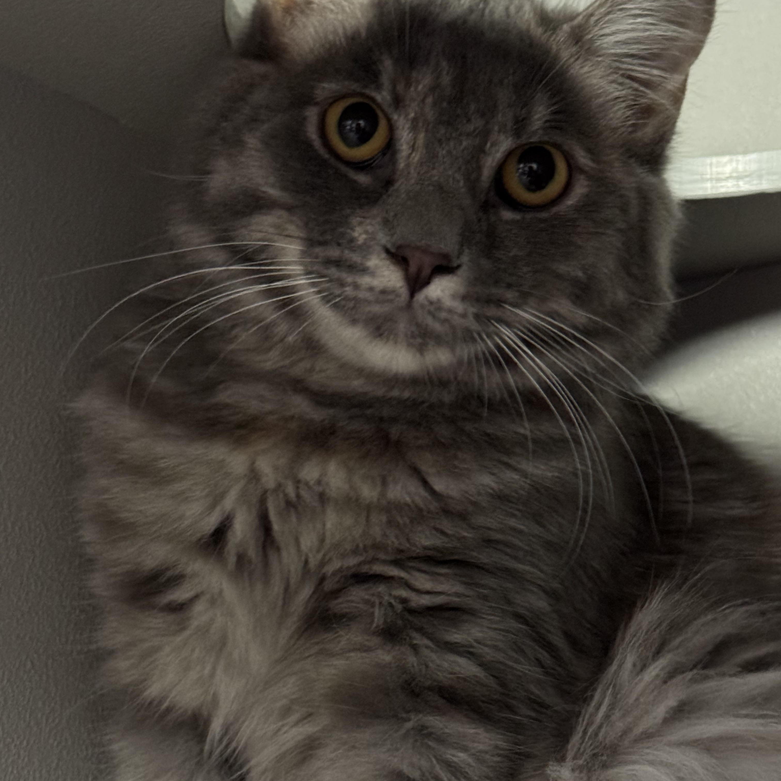 Enlarge Aspen, an adopted Domestic Long Hair in Phoenix, AZ image 3/5