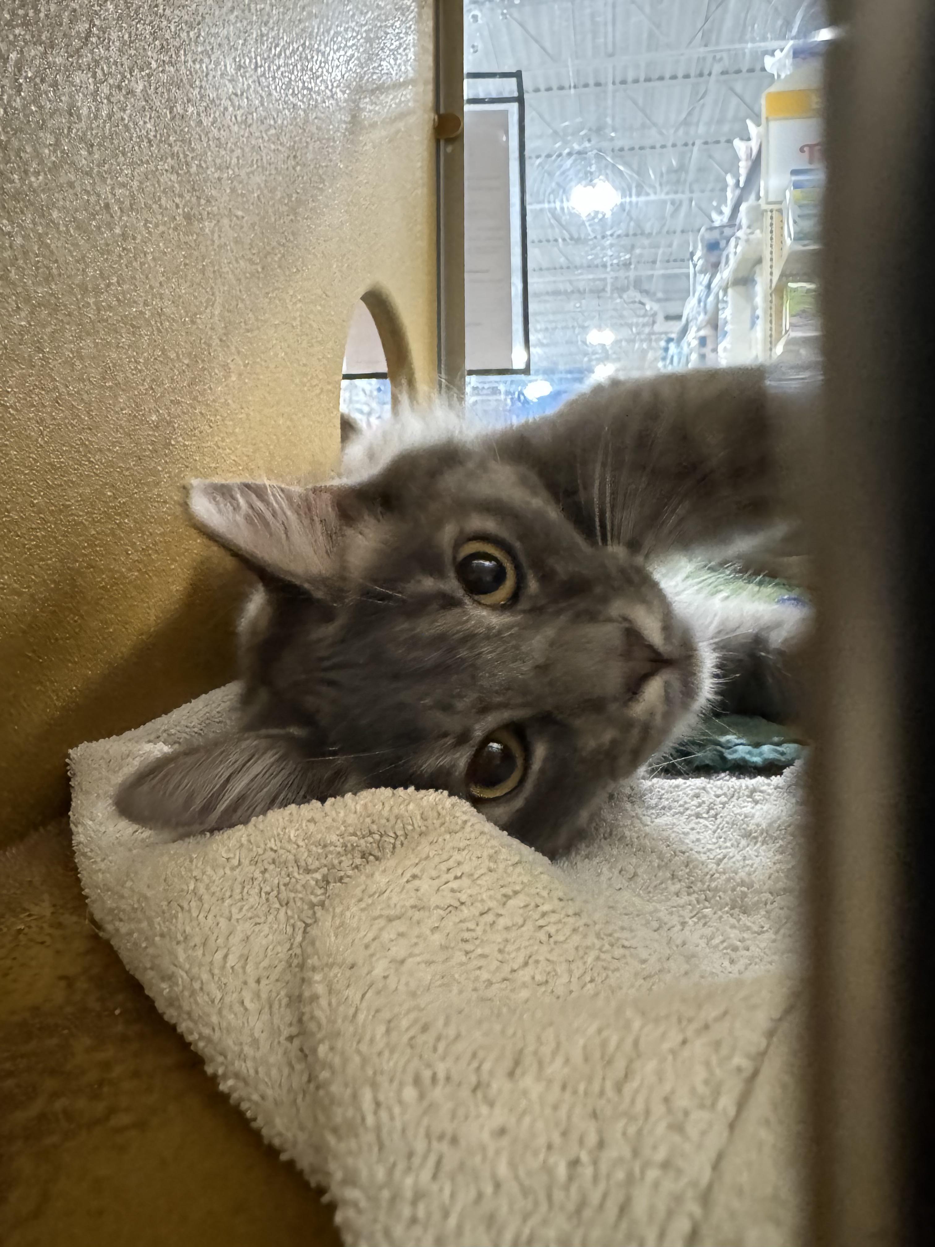 Enlarge Aspen, an adopted Domestic Long Hair in Phoenix, AZ image 5/5