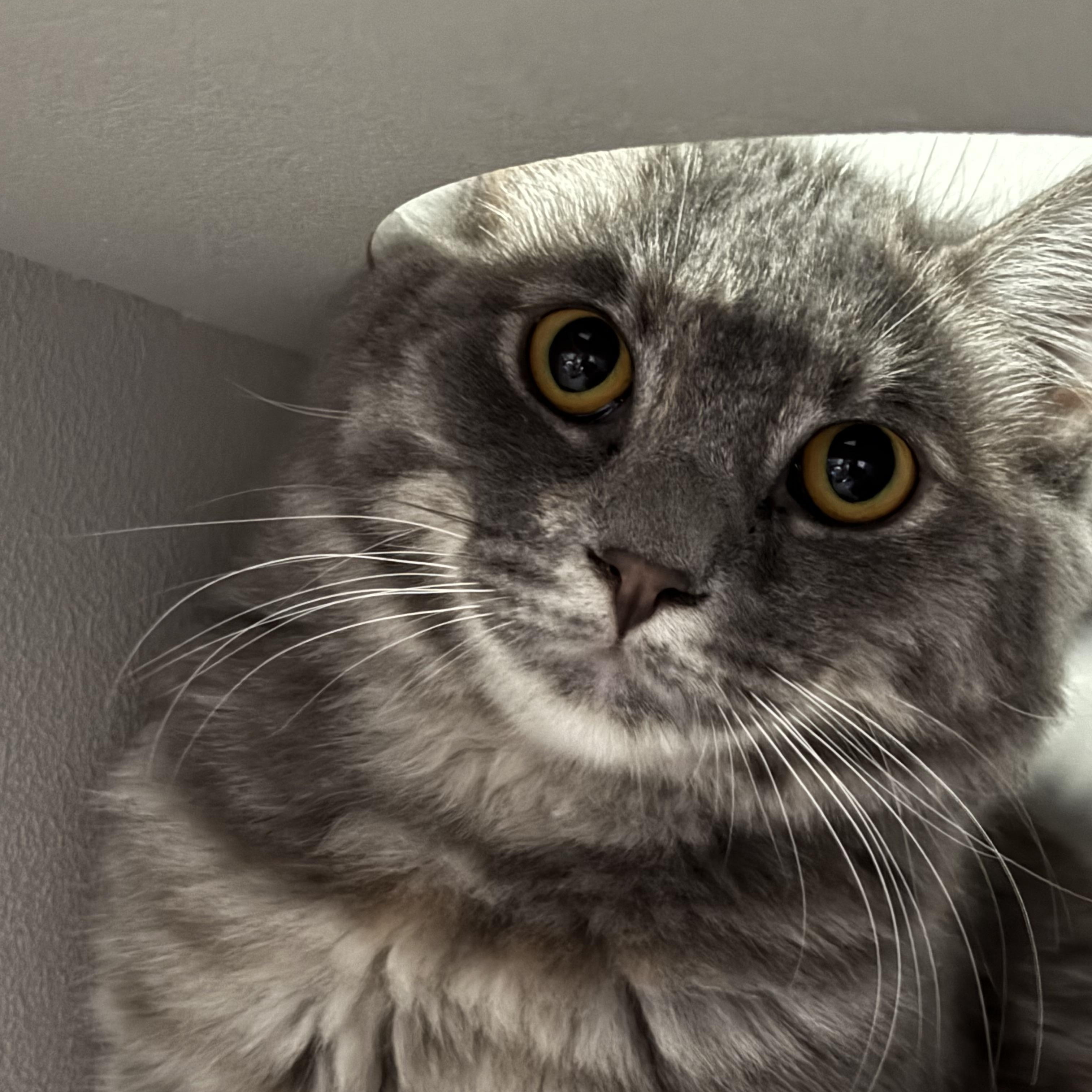 Enlarge Aspen, an adopted Domestic Long Hair in Phoenix, AZ image 2/5