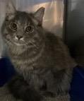 Enlarge Aspen, an adopted Domestic Long Hair in Phoenix, AZ image 4/5