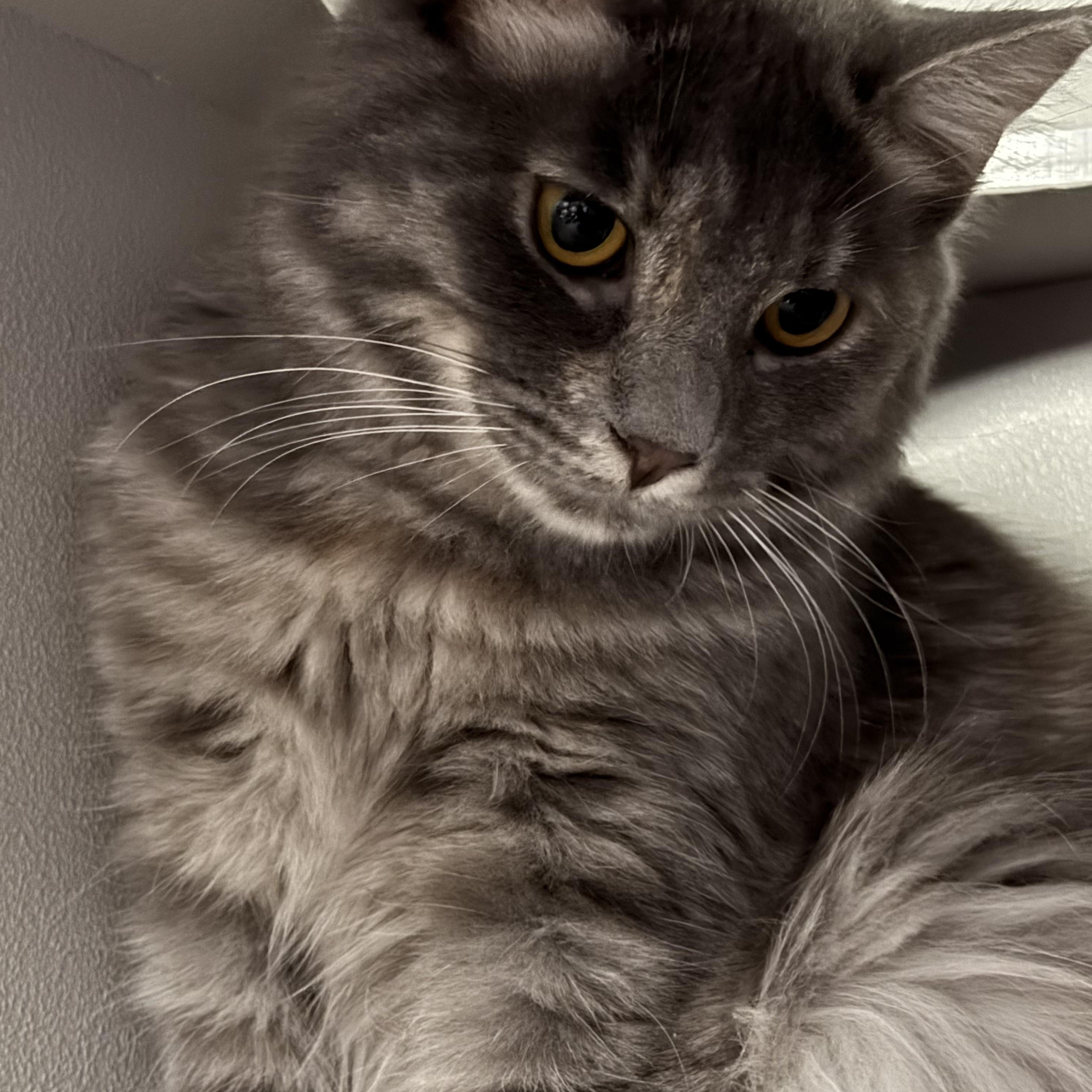 Enlarge Aspen, an adopted Domestic Long Hair in Phoenix, AZ image 1/5