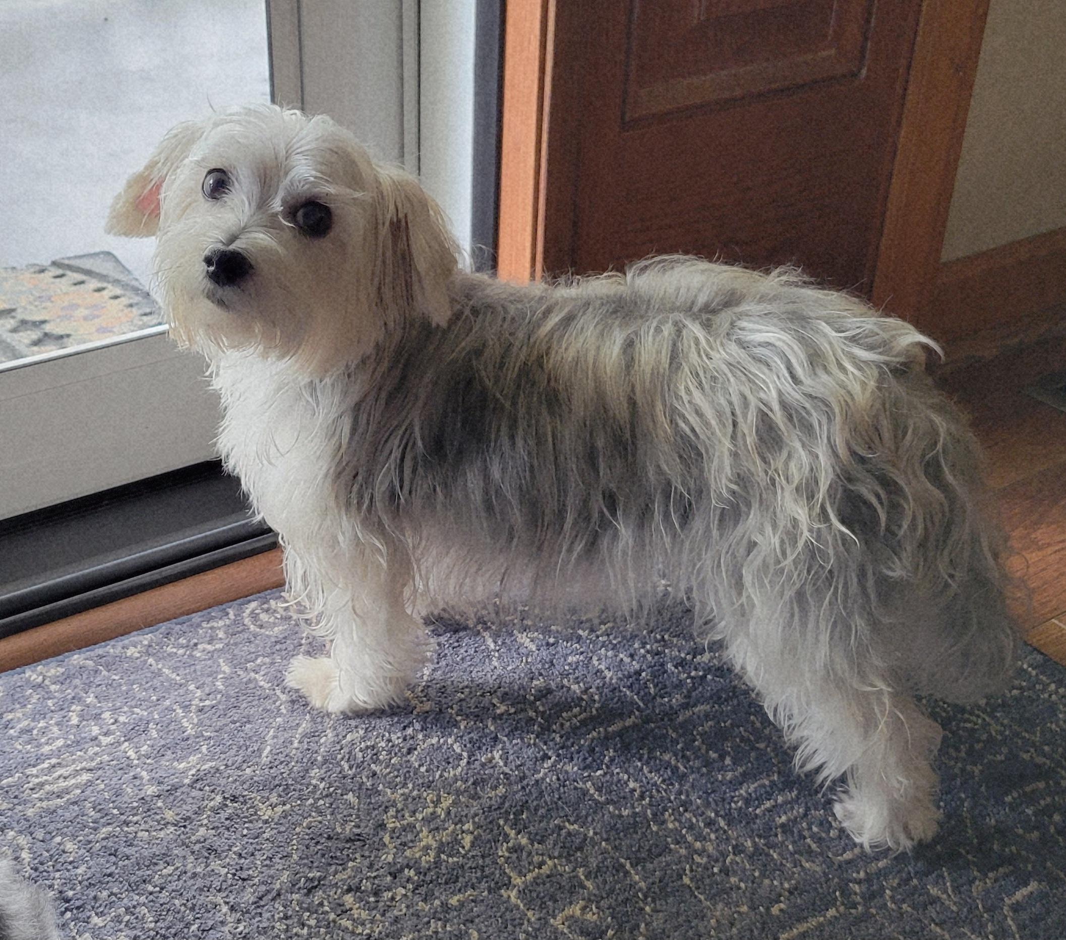 Enlarge Rosie, a Adoptable mixed breed in Greensboro, NC image 6/6