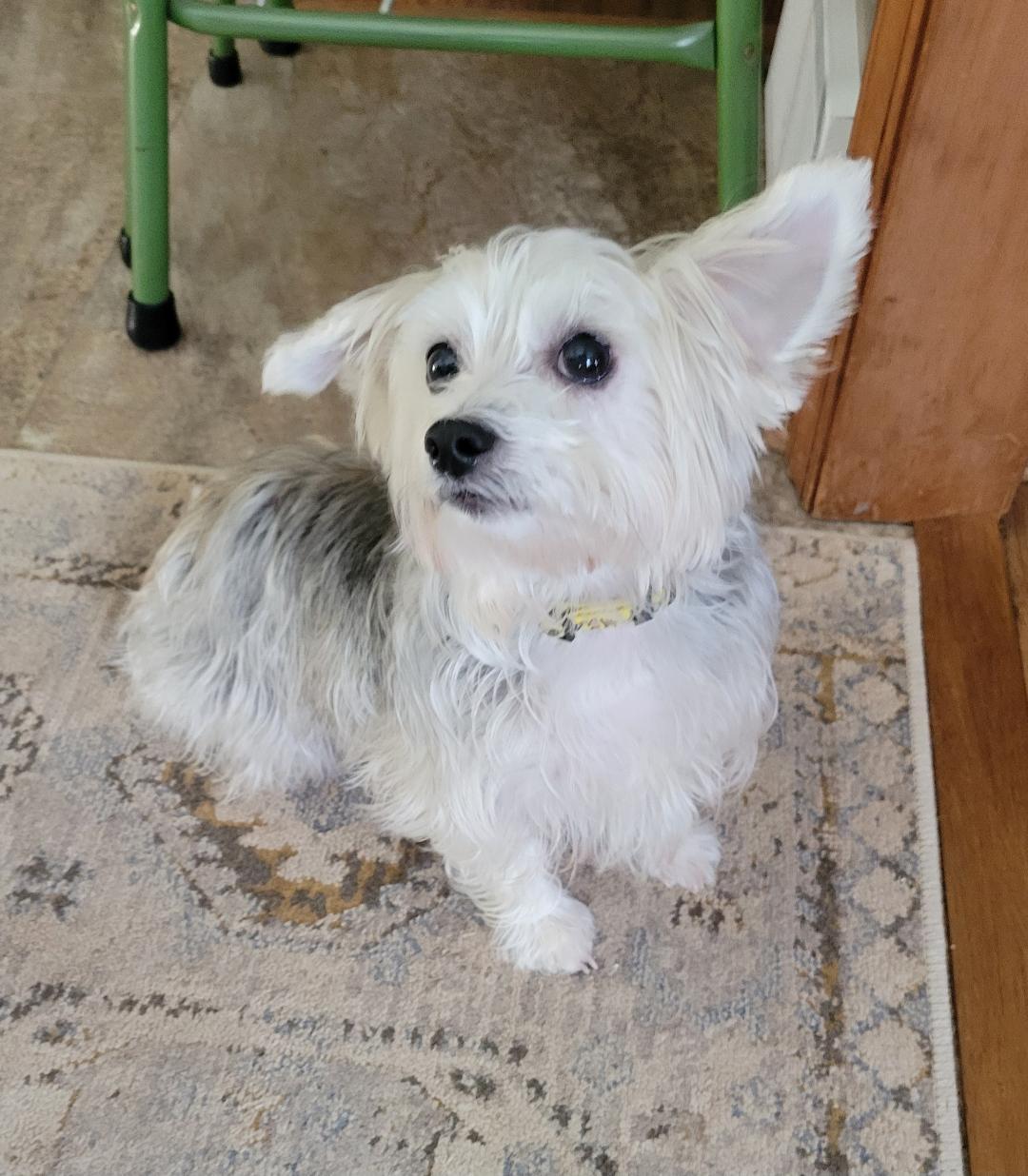 Enlarge Rosie, a Adoptable mixed breed in Greensboro, NC image 2/6