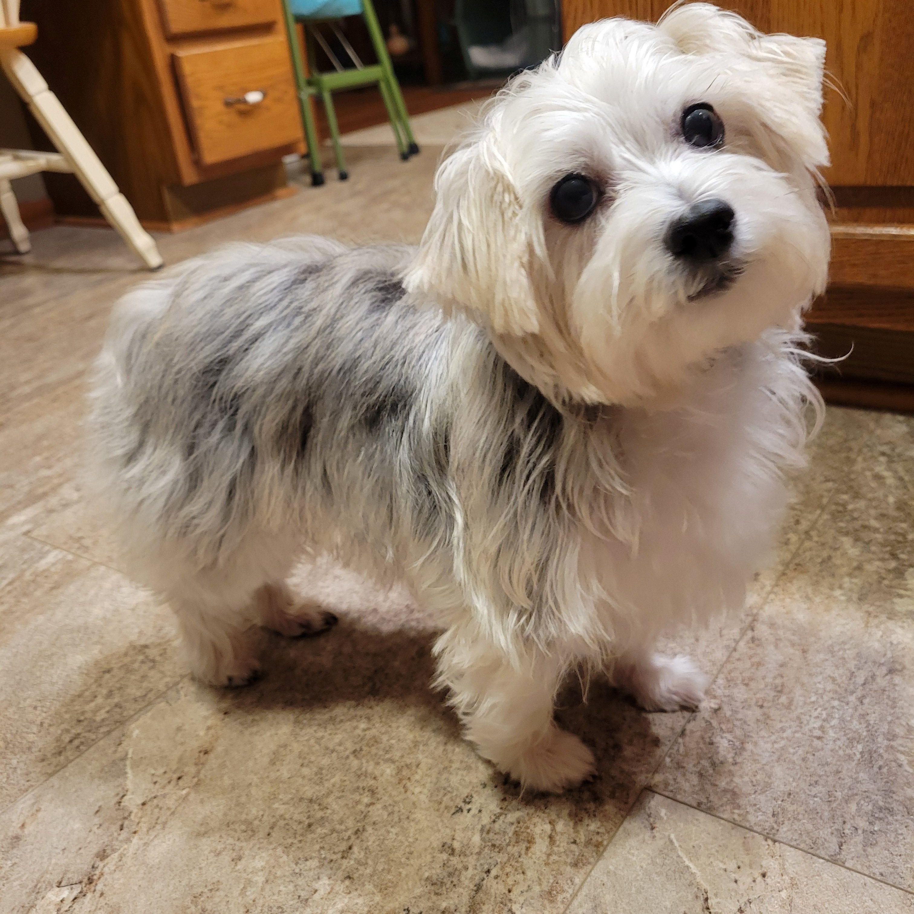 Rosie, Adoptable, Adult Female Yorkshire Terrier & Maltese.