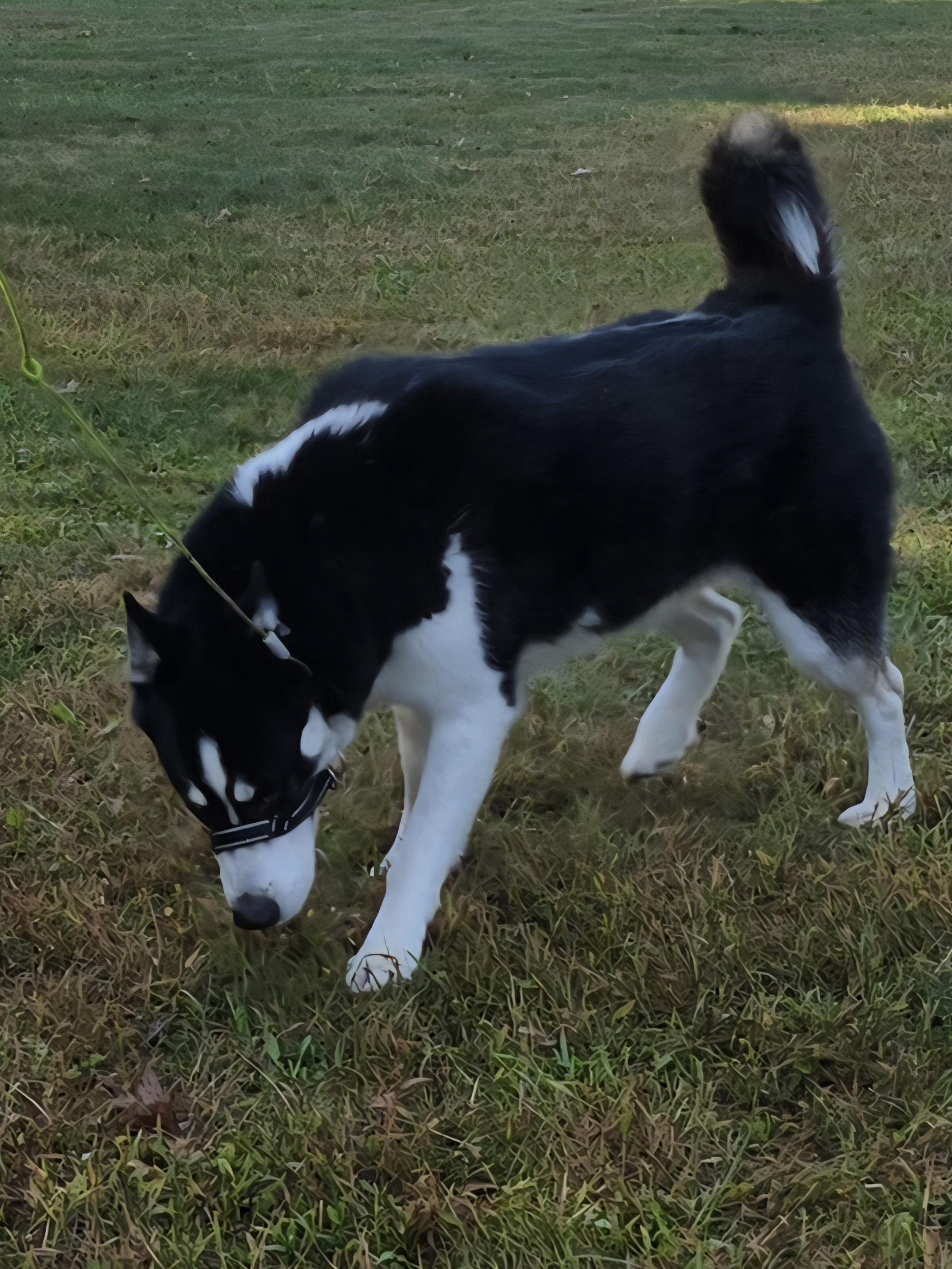 Willow & Blue, a Adoptable mixed breed in Seville, OH image 2/3