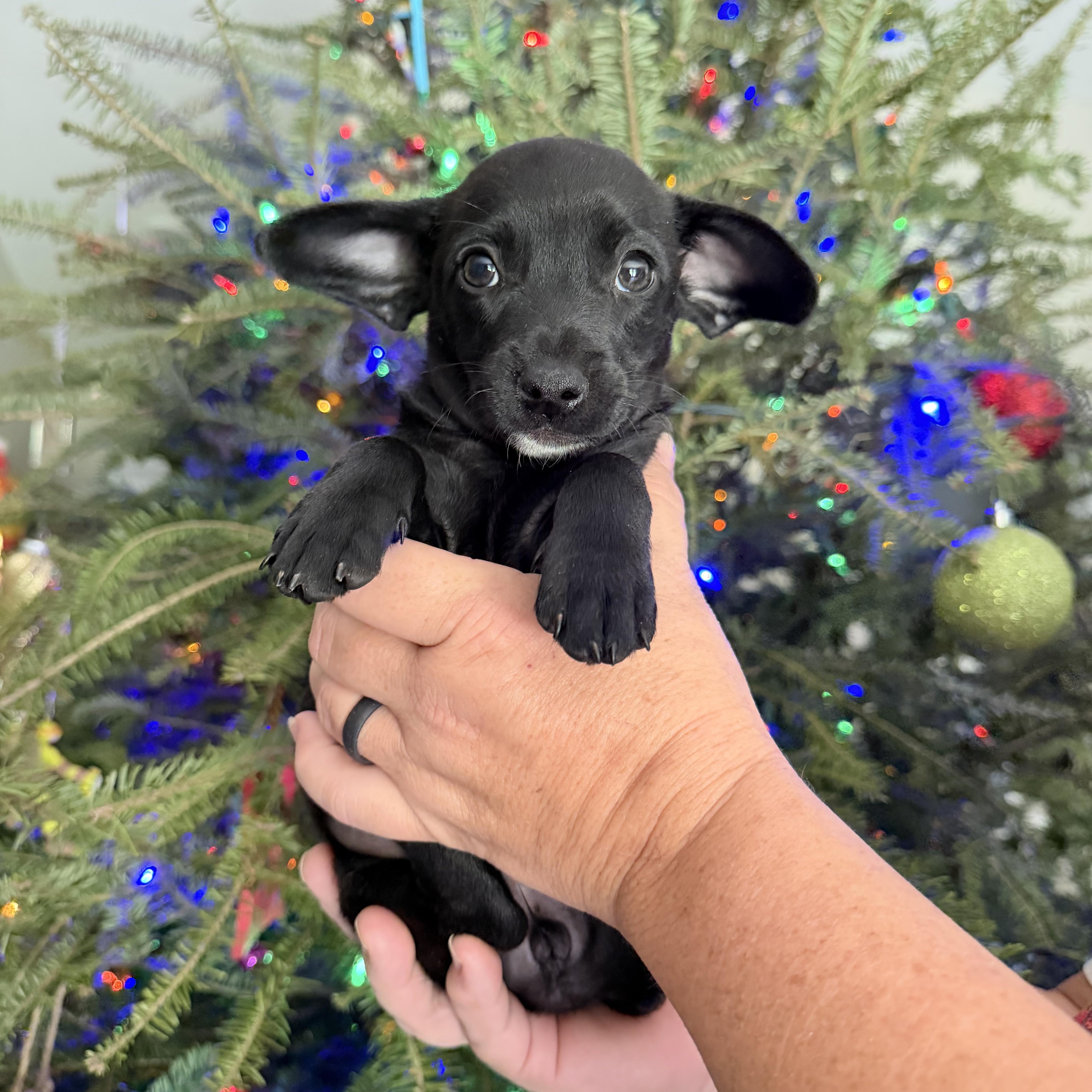 Tala, ADOPTABLE, Puppy Female Chiweenie.