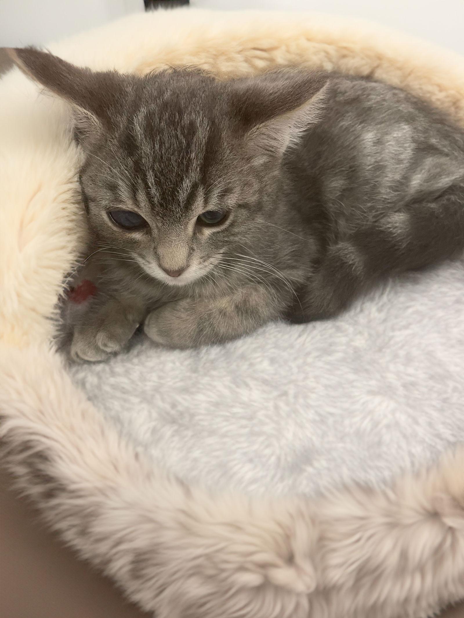 Enlarge Kyle, a Adoptable Domestic Short Hair in Chandler, AZ image 1/2