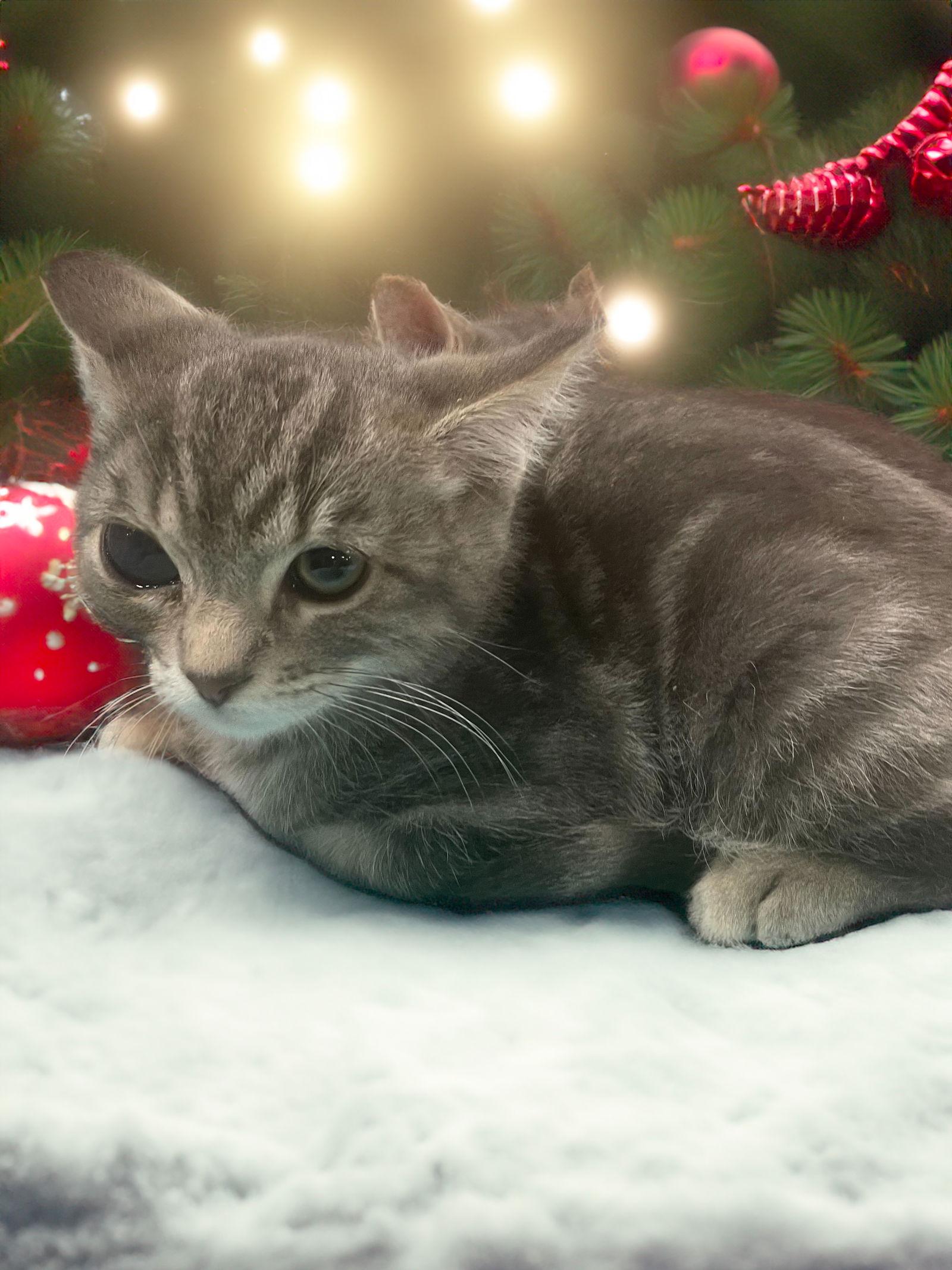 Kyle, Adoptable, Young Male Domestic Short Hair.