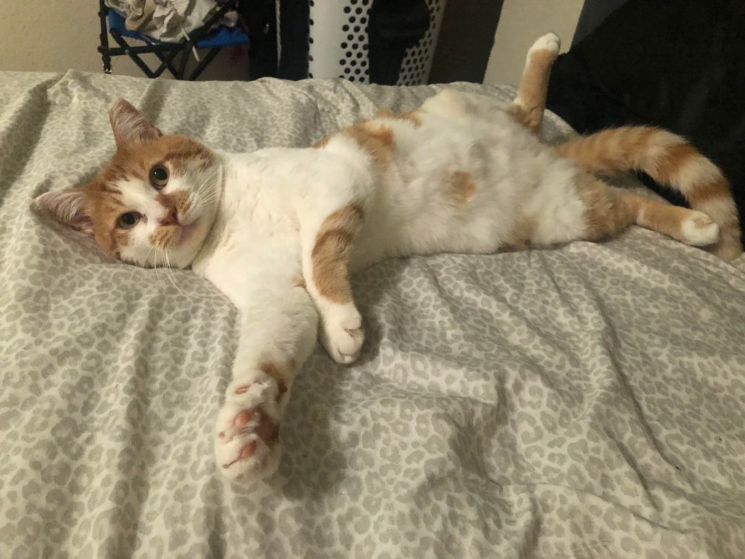 Tigger, a Adoptable Domestic Short Hair in Redondo Beach, CA image 1/2