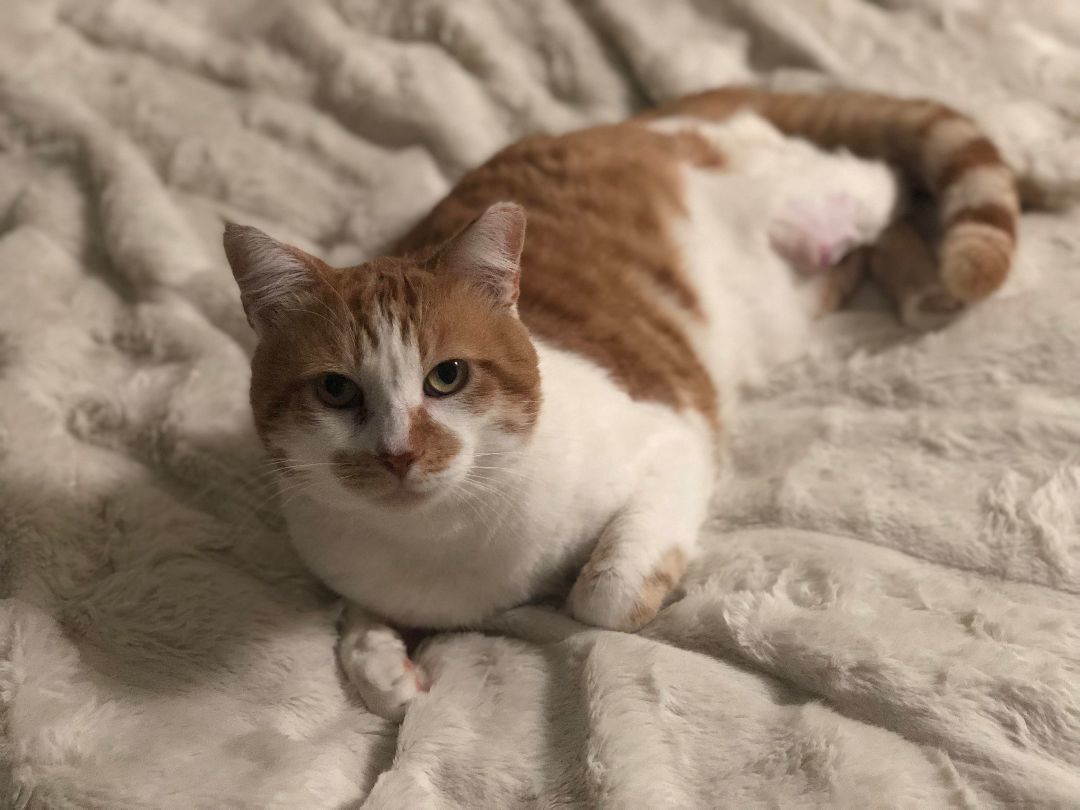 Tigger, a Adoptable Domestic Short Hair in Redondo Beach, CA image 2/2