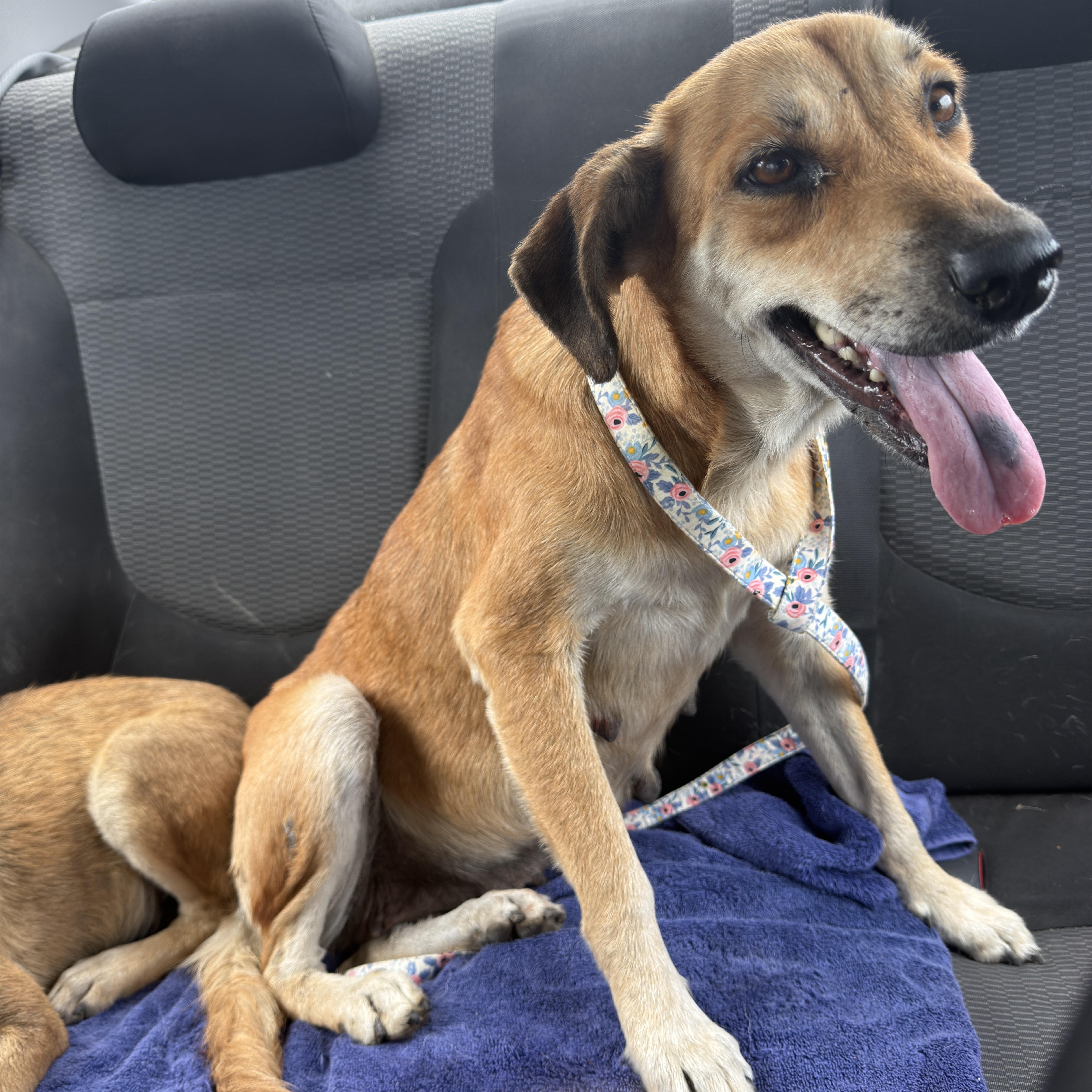 Mama Latte, ADOPTABLE, Adult Female Belgian Shepherd / Malinois.