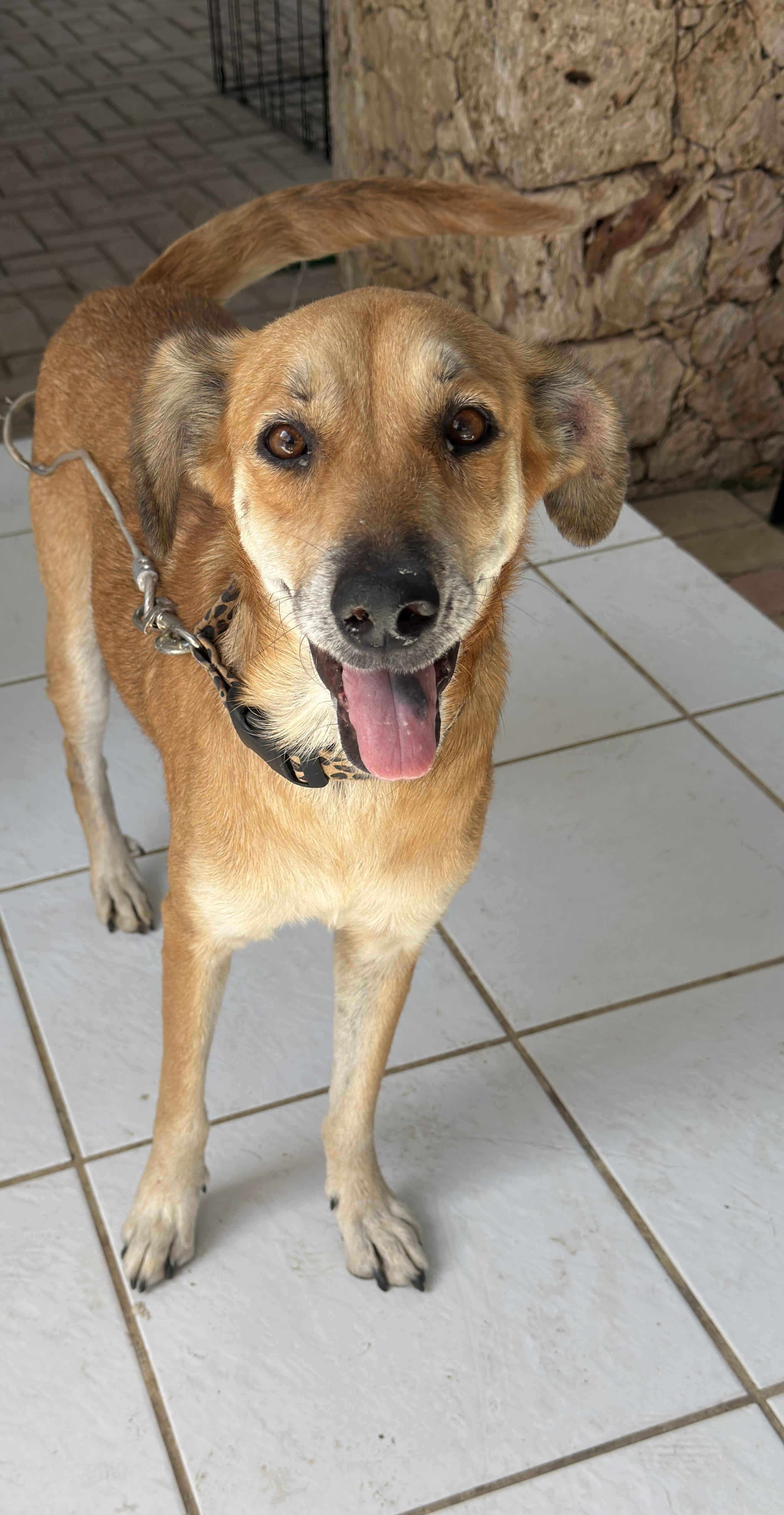 Mama Latte, a ADOPTABLE mixed breed in Glen Rock, NJ image 3/5