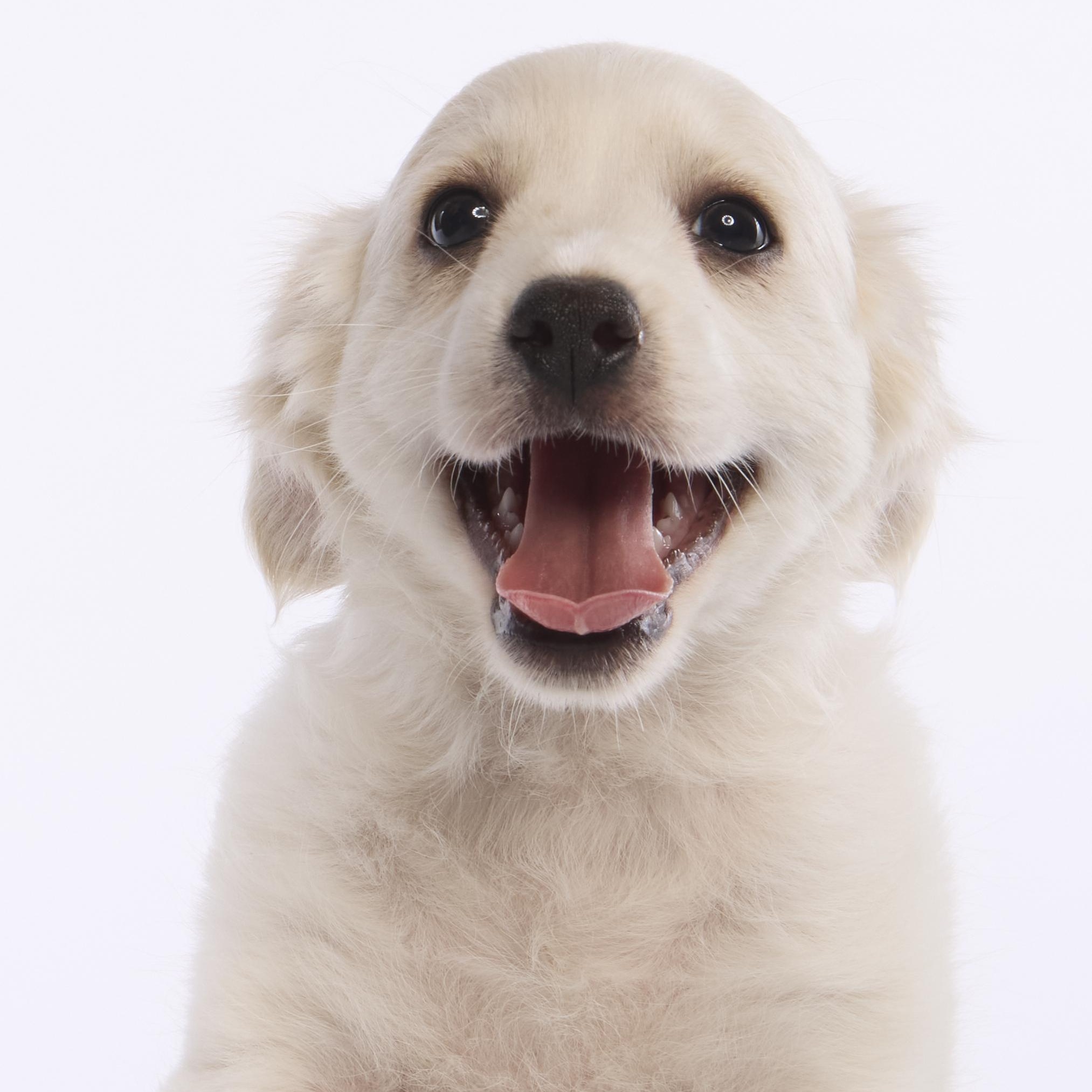Enlarge Buzz, a ADOPTABLE mixed breed in Torrance, CA image 1/5