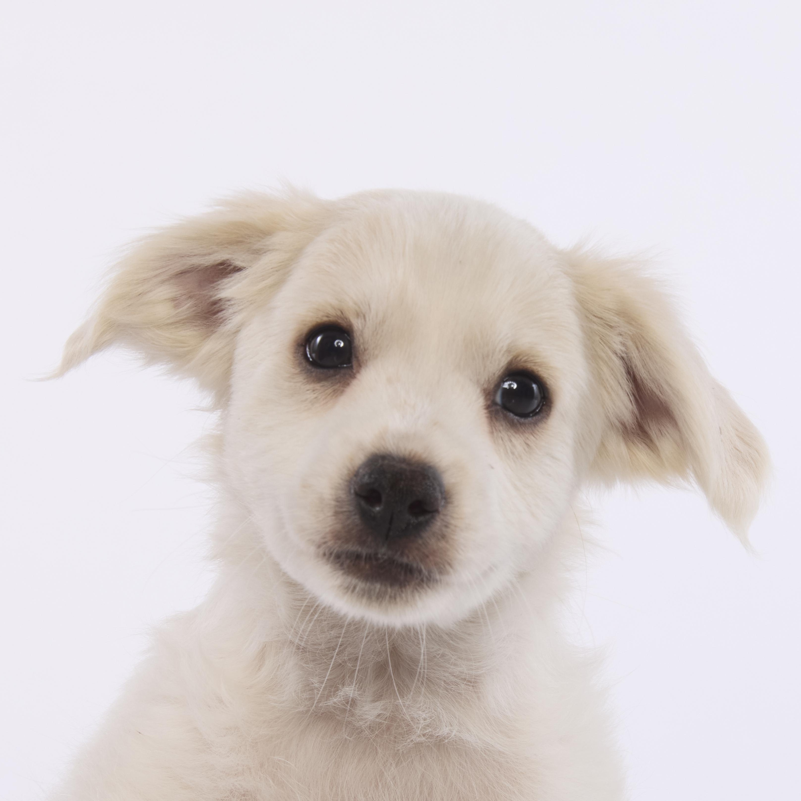 Enlarge Buzz, a ADOPTABLE mixed breed in Torrance, CA image 3/5