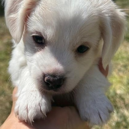 Enlarge Buzz, a ADOPTABLE mixed breed in Torrance, CA image 5/5