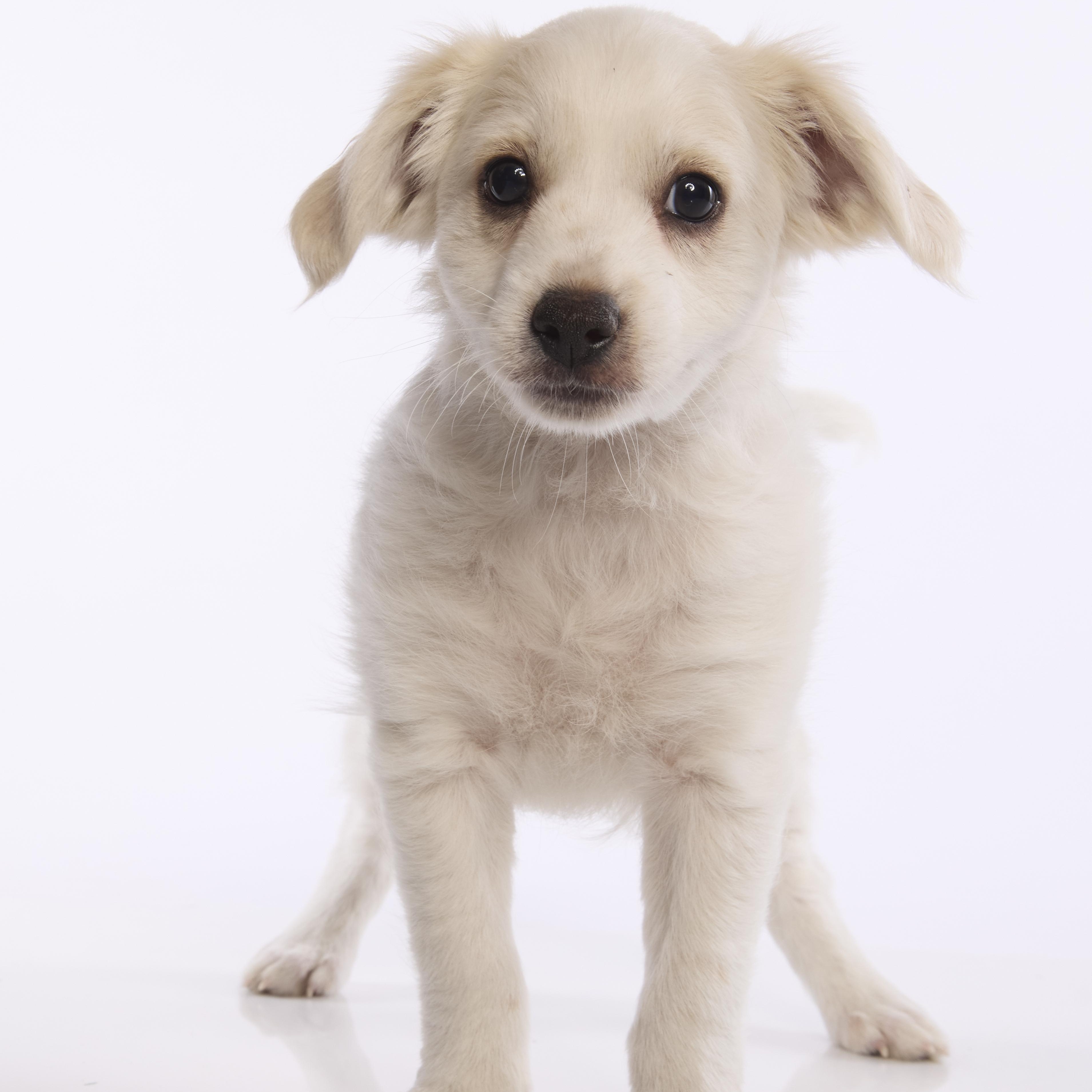 Enlarge Buzz, a ADOPTABLE mixed breed in Torrance, CA image 2/5