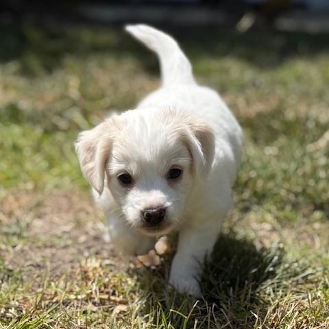 Enlarge Buzz, a ADOPTABLE mixed breed in Torrance, CA image 4/5