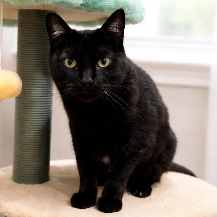 Enlarge Lucy, a Adoptable mixed breed in Indianapolis, IN image 4/6
