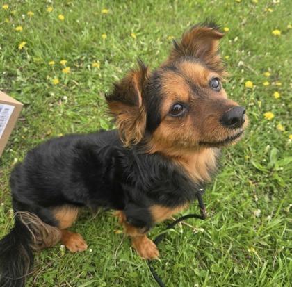 Fendi, an adopted mixed breed in Dubuque, IA image 1/3