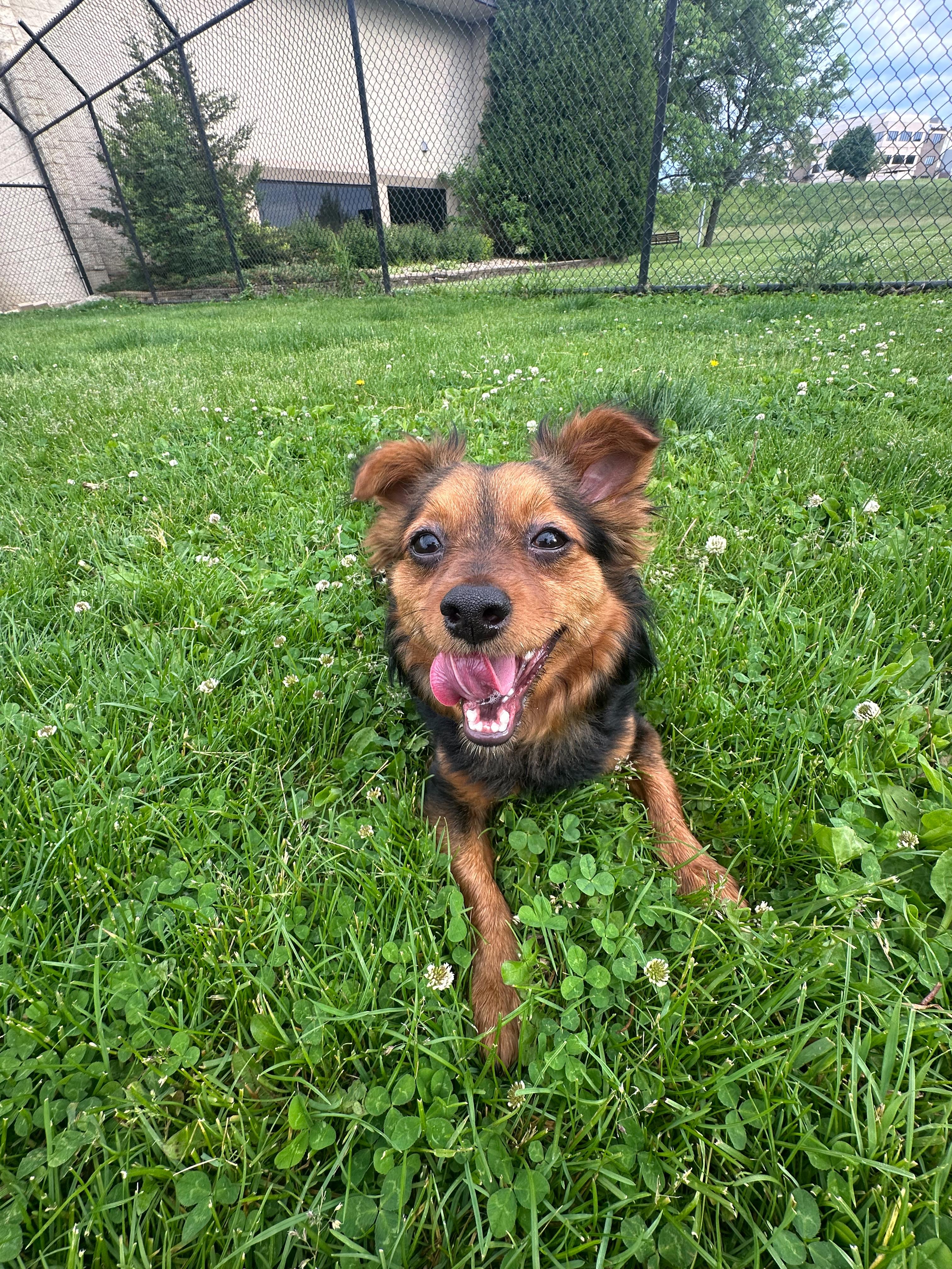 Fendi, an adopted mixed breed in Dubuque, IA image 3/3