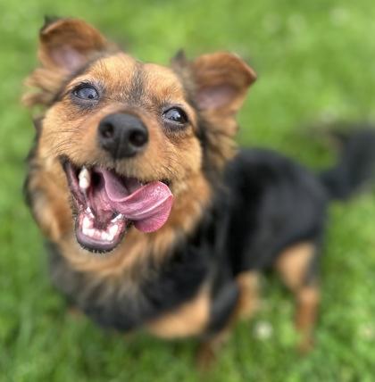 Fendi, an adopted mixed breed in Dubuque, IA image 2/3