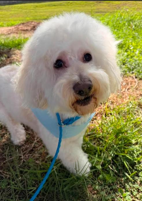 Enlarge Bonbon in TX, a Adoptable Maltese in Cranston, RI image 1/3