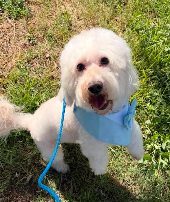Enlarge Bonbon in TX, a Adoptable Maltese in Cranston, RI image 2/3