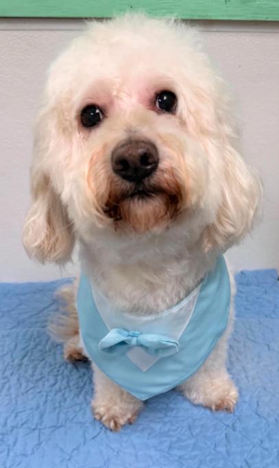 Enlarge Bonbon in TX, a Adoptable Maltese in Cranston, RI image 3/3