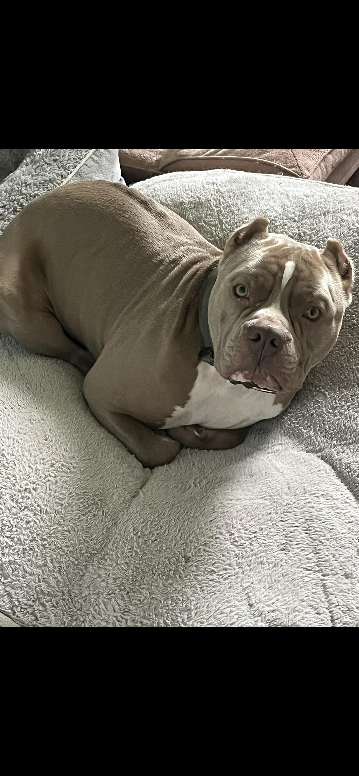 Enlarge Hambone aka "Hammy", a Adoptable American Bully in Weatherford, TX image 2/5