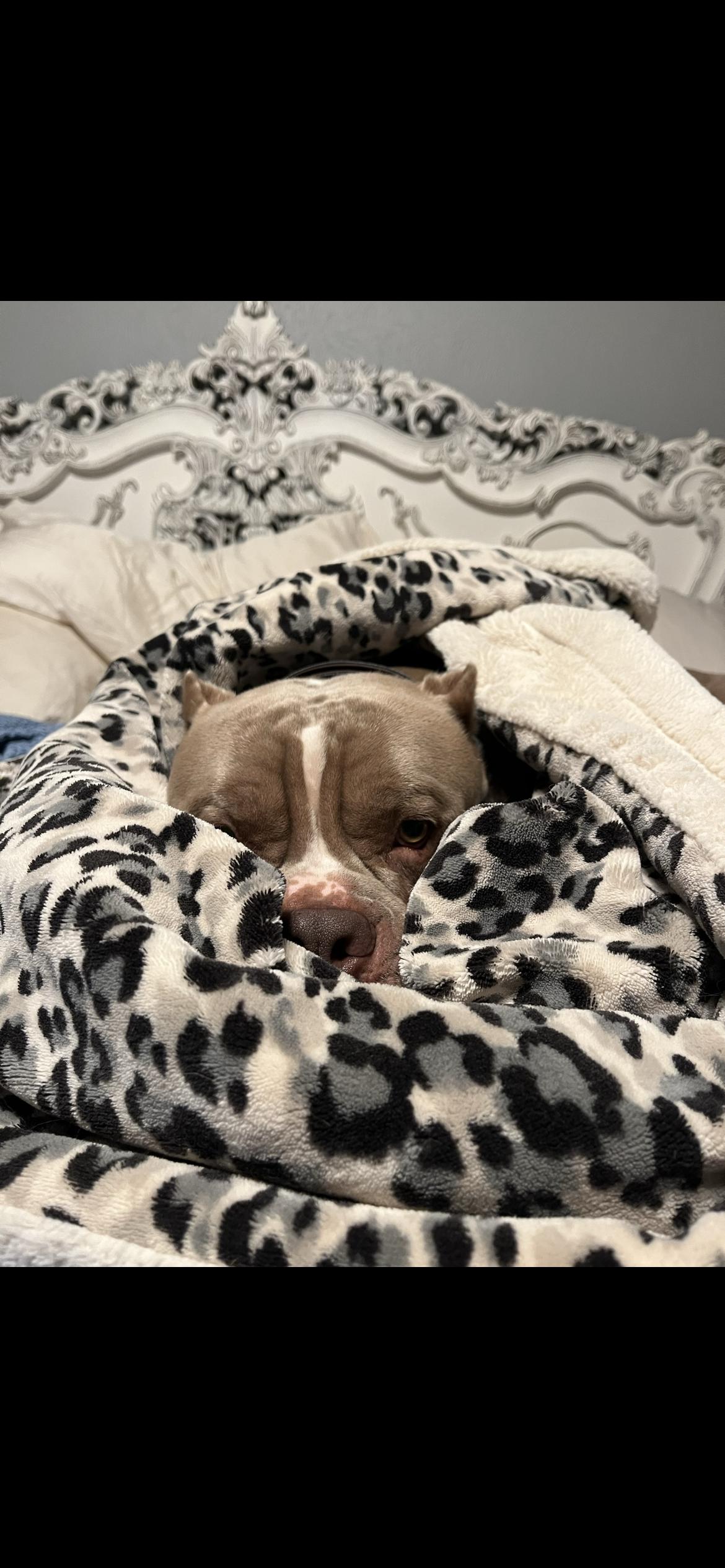 Enlarge Hambone aka "Hammy", a Adoptable American Bully in Weatherford, TX image 4/5