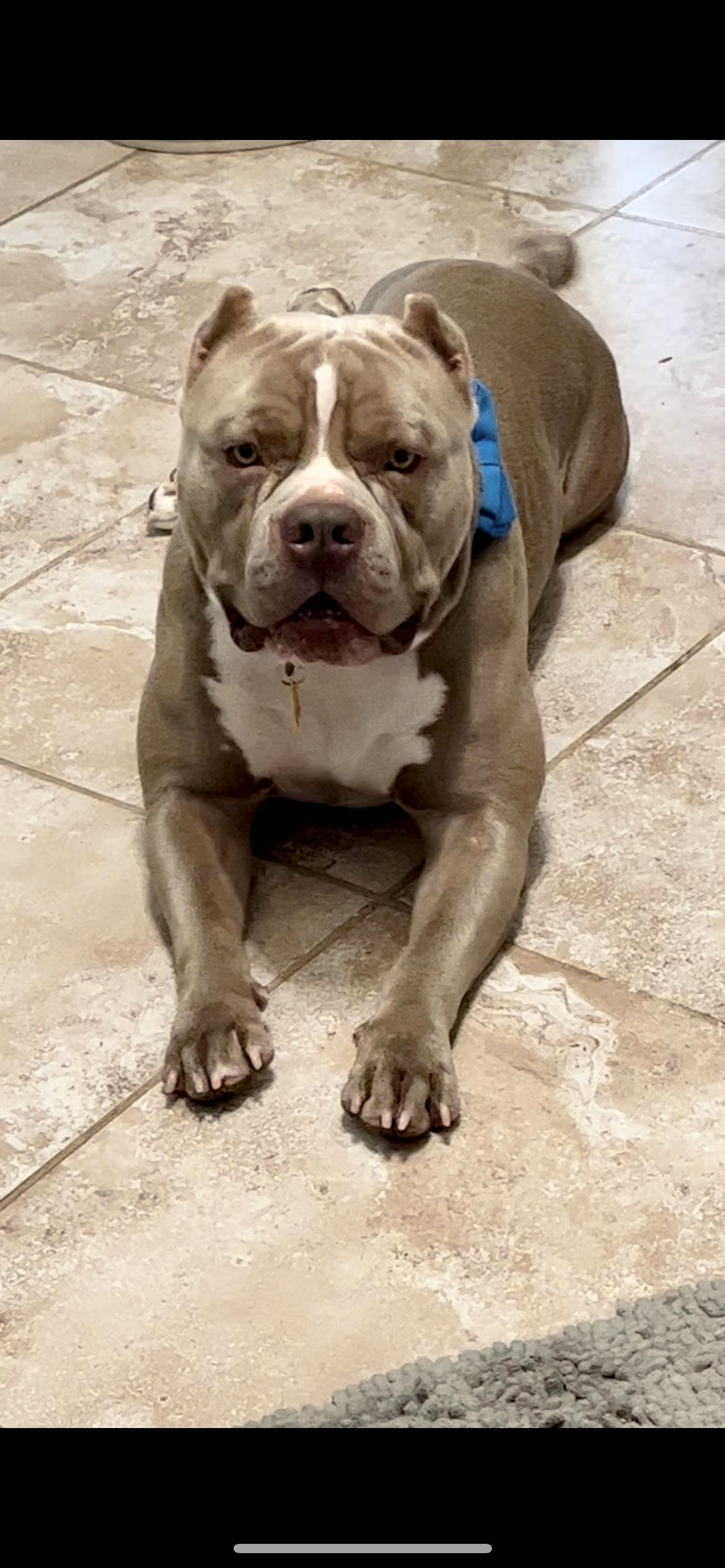 Hambone aka "Hammy", Adoptable, Adult Male American Bully.