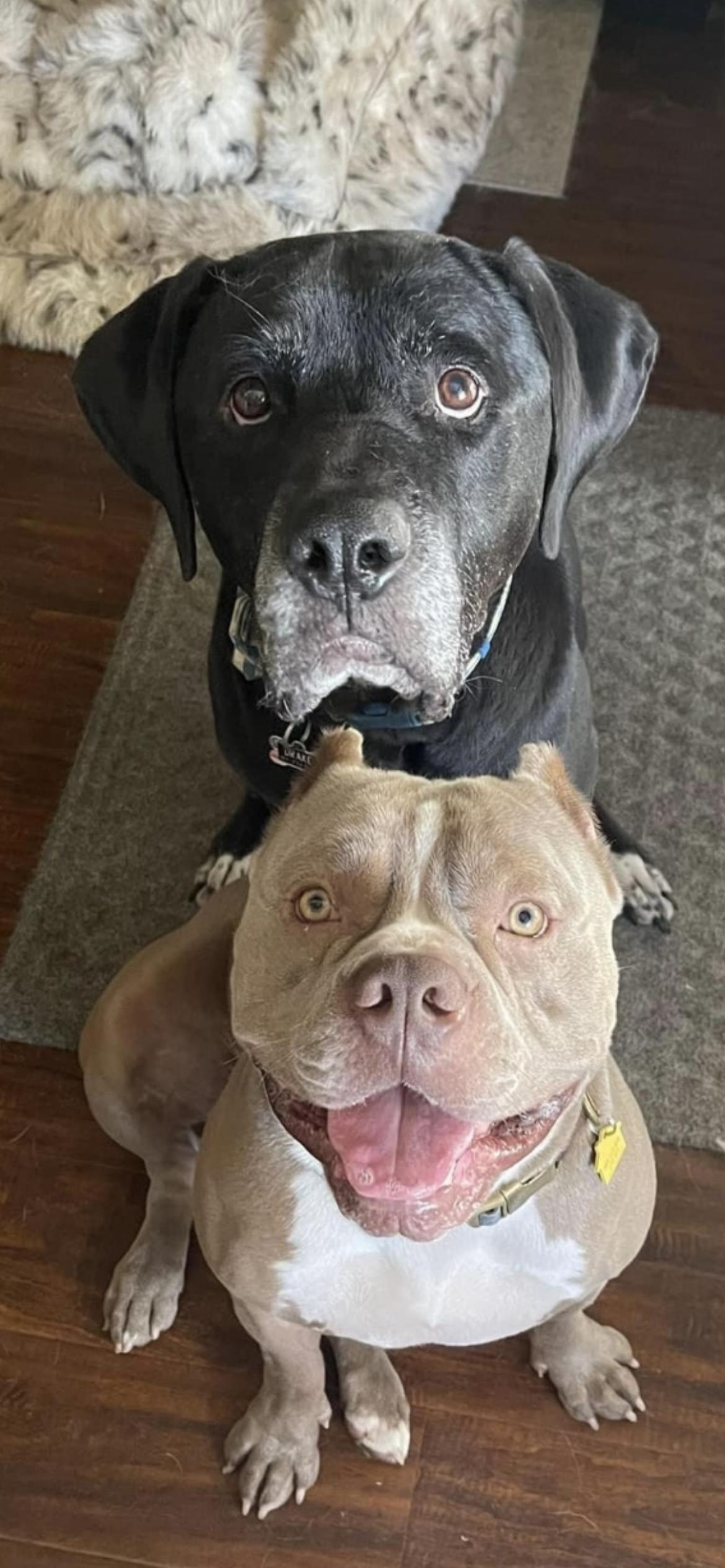 Enlarge Hambone aka "Hammy", a Adoptable American Bully in Weatherford, TX image 3/5