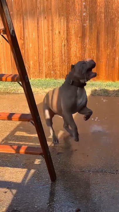 Enlarge Hambone aka "Hammy", a Adoptable American Bully in Weatherford, TX video 5/5