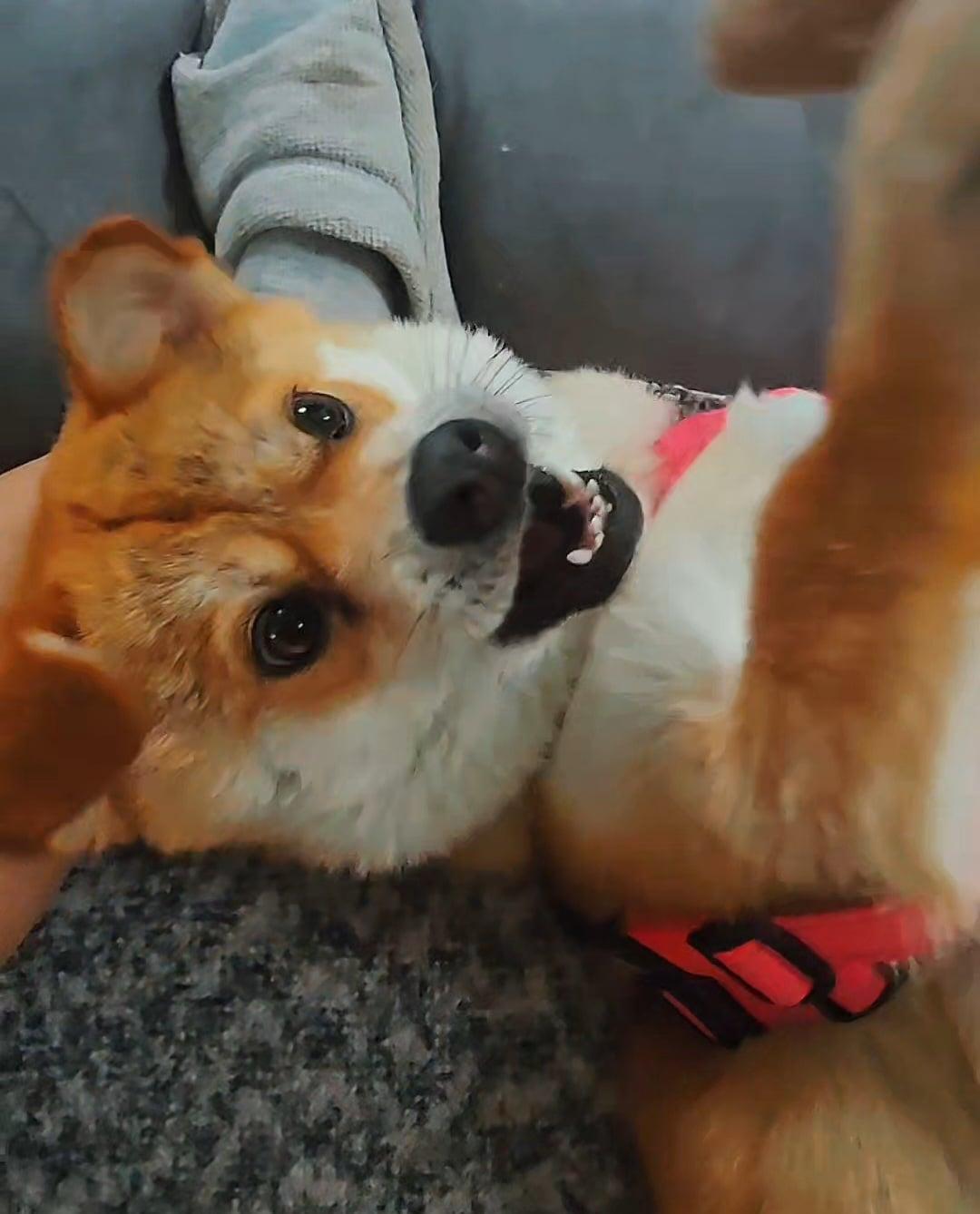 Daisy thumbnail 3