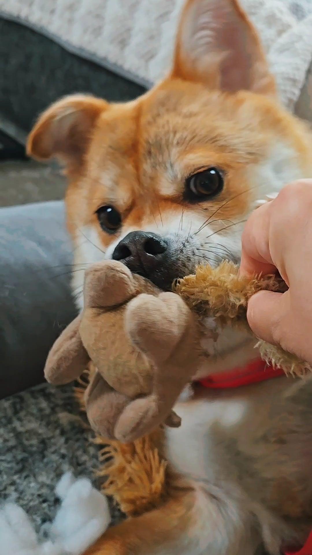 Daisy thumbnail 4