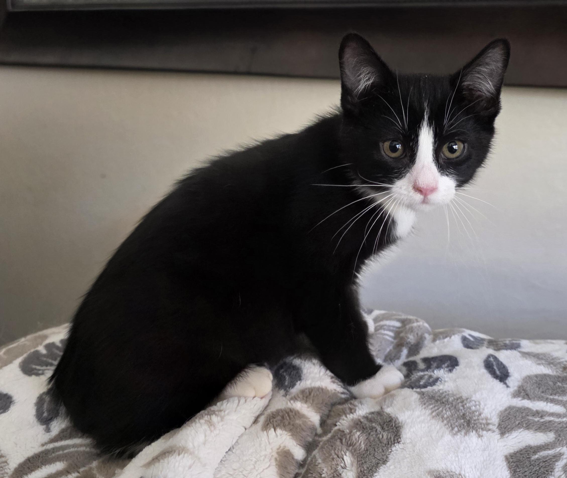 Tux, Adoptable, Kitten Male Domestic Short Hair.