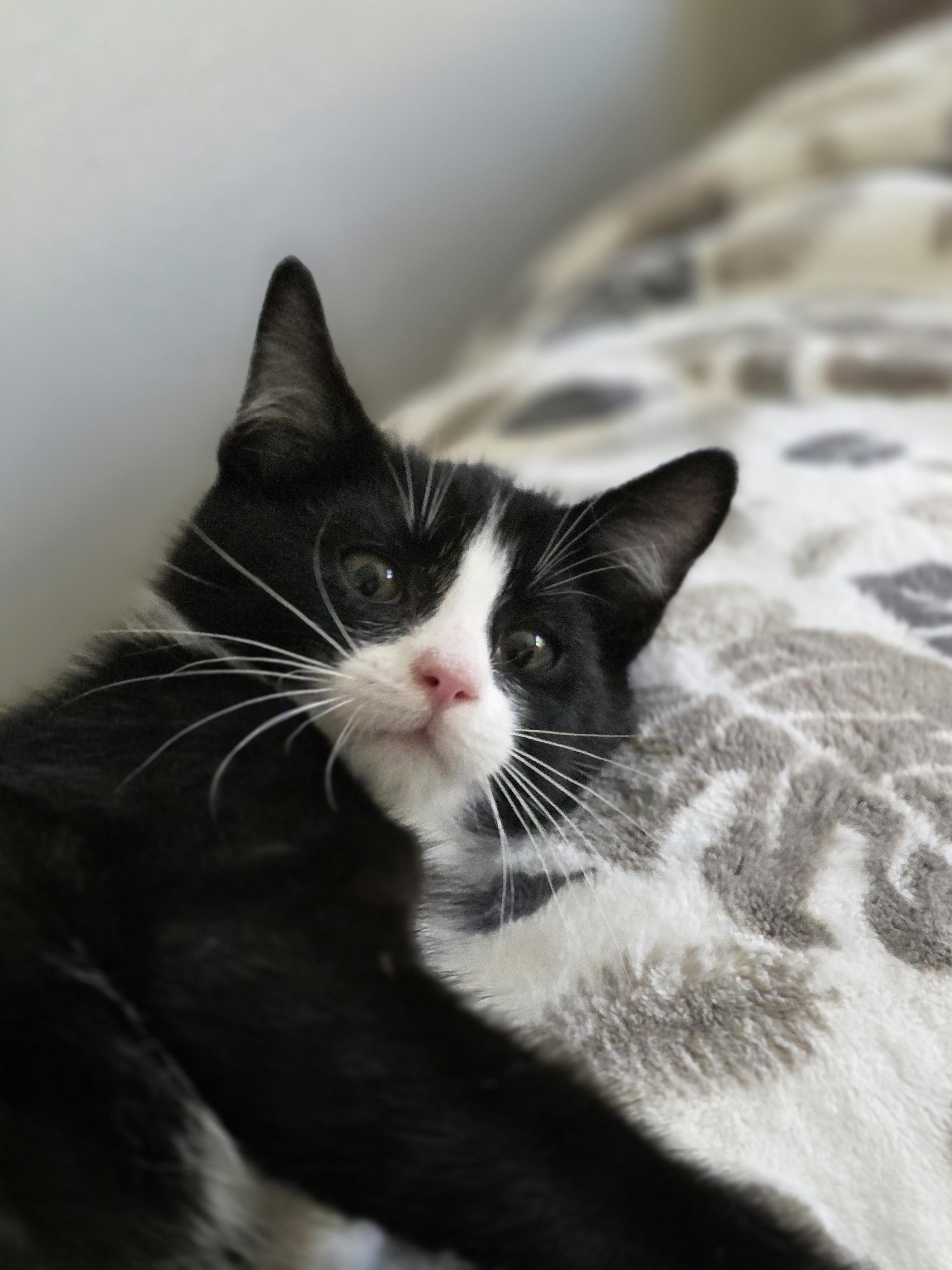 Enlarge Tux, a Adoptable Domestic Short Hair in Rio Linda, CA image 2/2