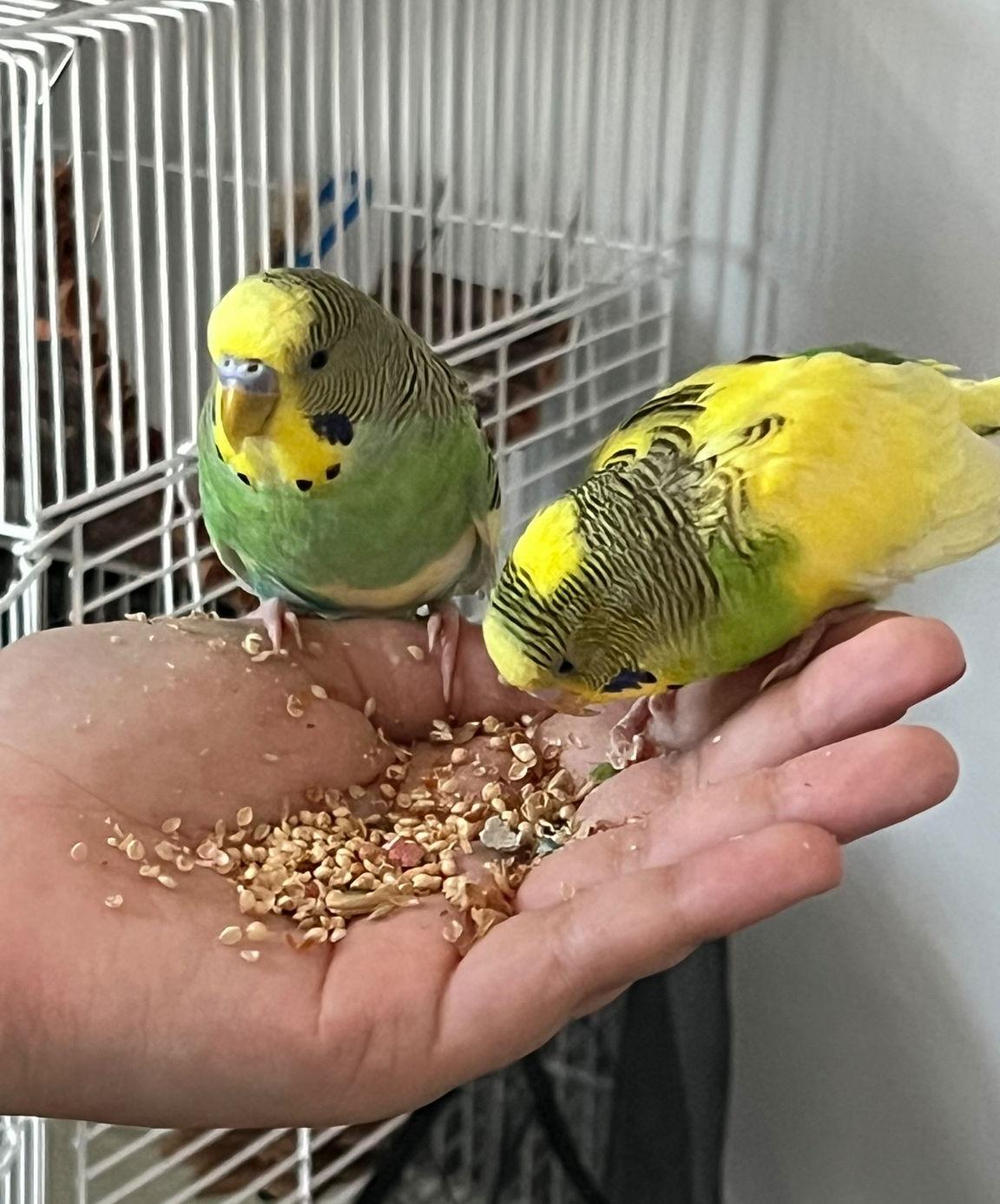 Enlarge Quiche and Luka, a Adopted Budgie / Budgerigar in Belford, NJ image 1/3